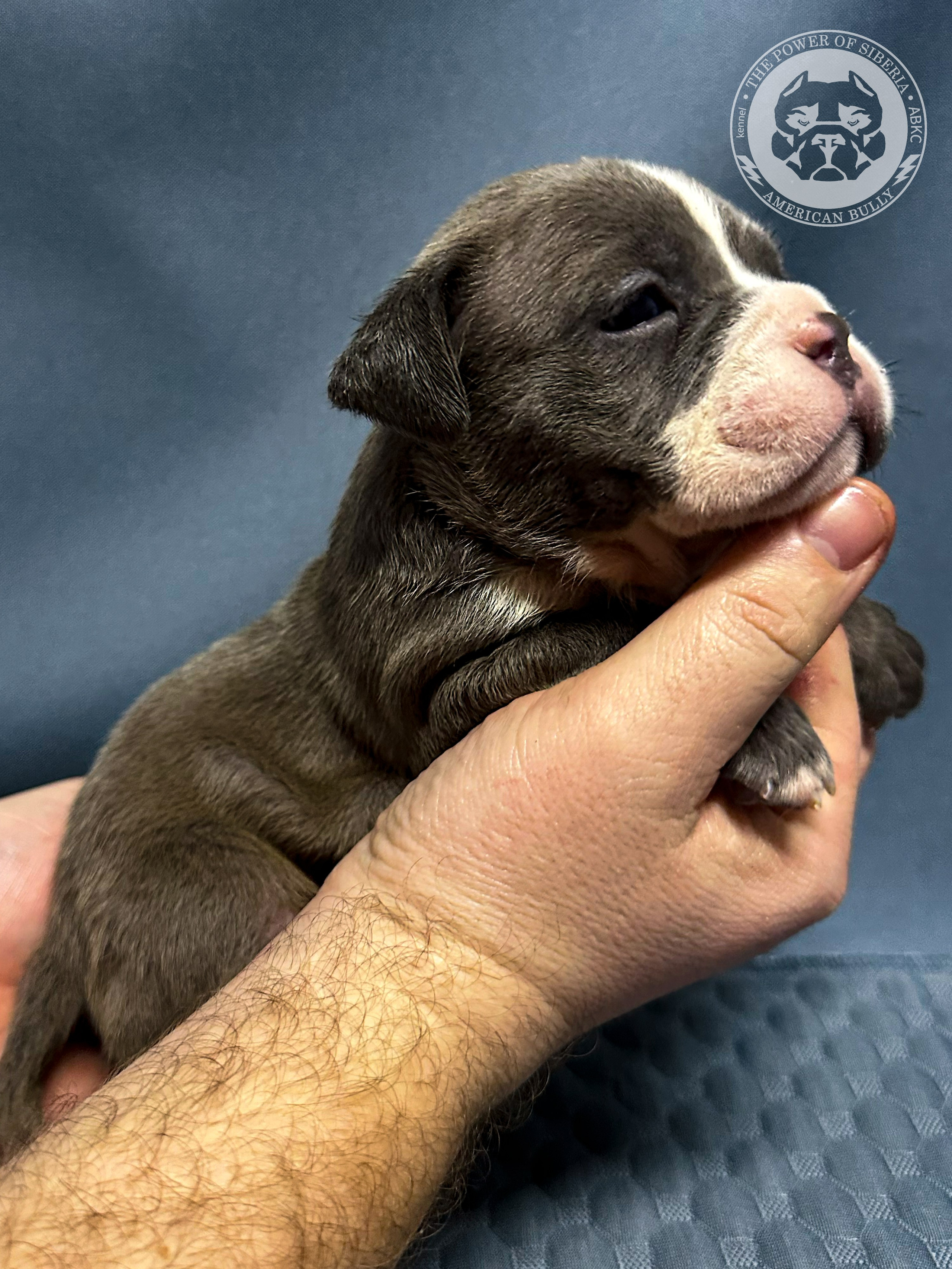 Все свободные щенки. Американский Булли в г. Ростов-на-Дону. Питомник THE POWER OF SIBERIA