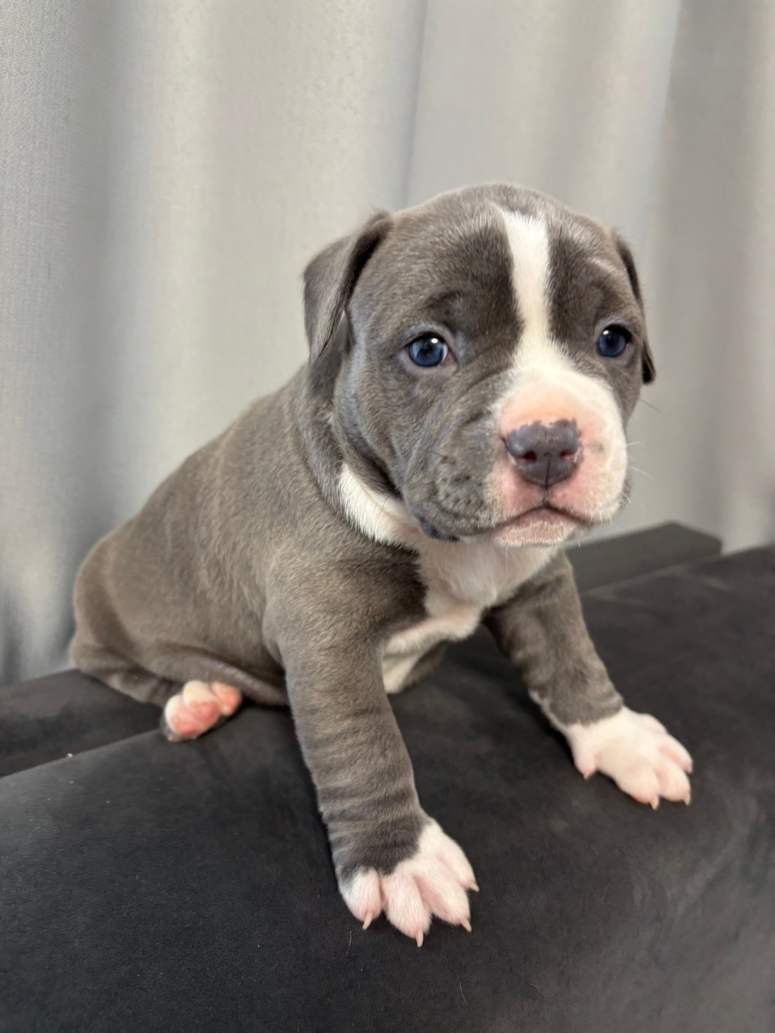 Помет Рич и Дося 04.02.25. Американский Булли в г. Ростов-на-Дону. Питомник THE POWER OF SIBERIA