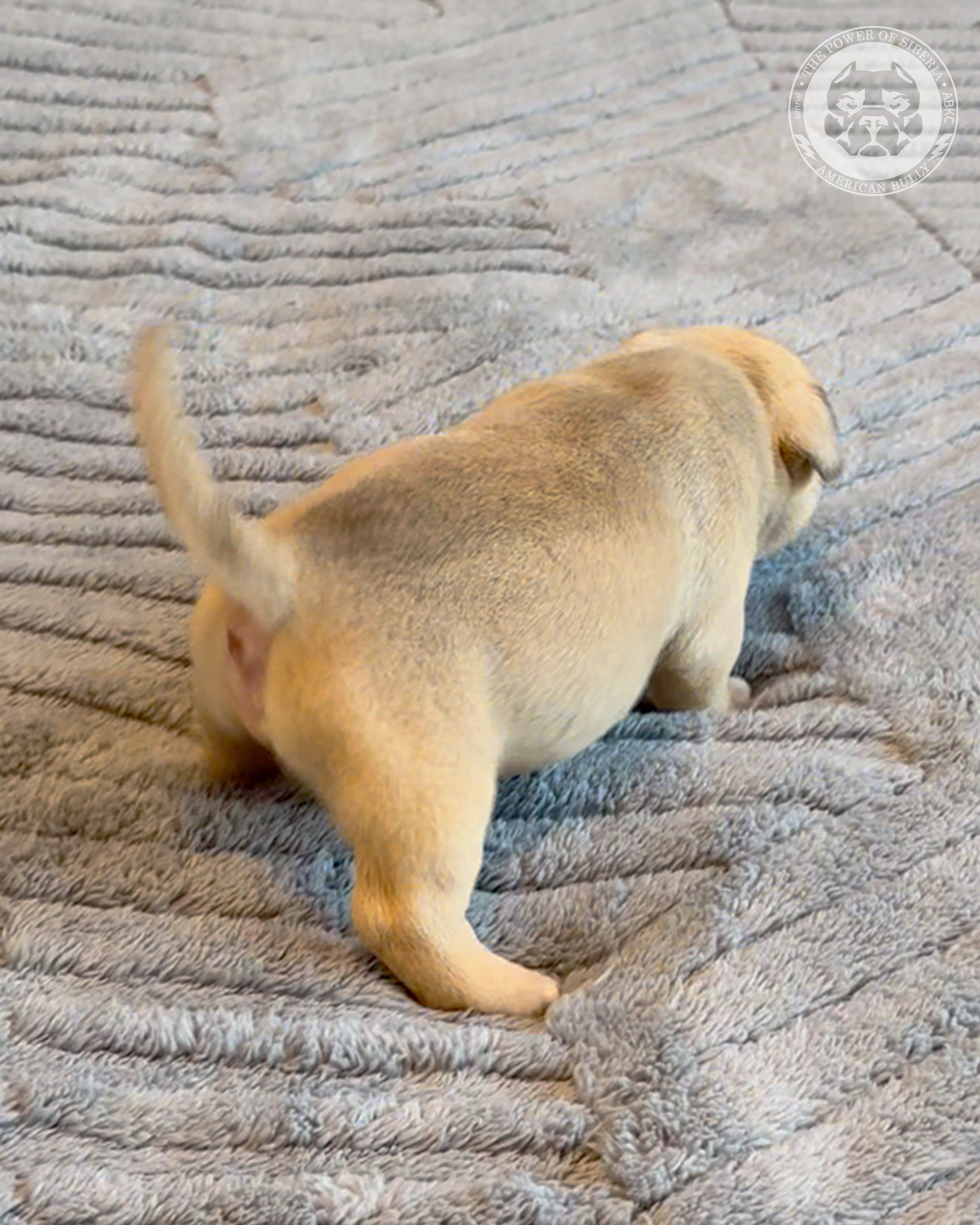 15.03.26-Баффи-Зевс. Американский Булли в г. Ростов-на-Дону. Питомник THE POWER OF SIBERIA