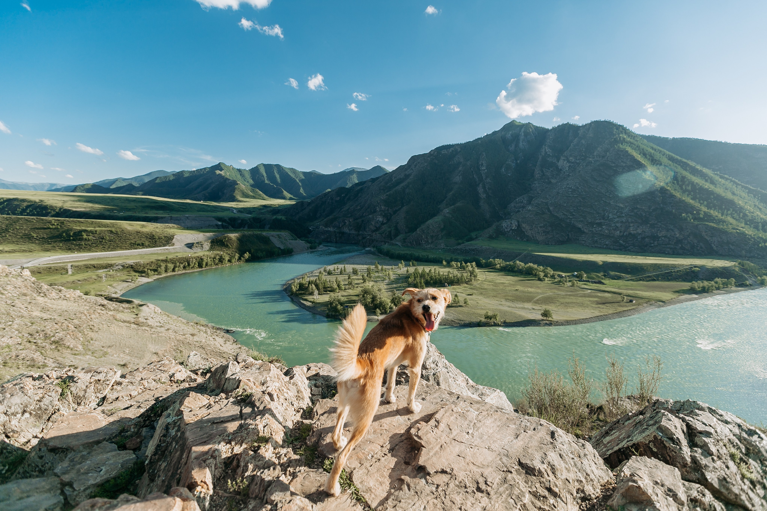 Портфолио animal. Фотограф — анималист Маргарита Хелбен Краснодар