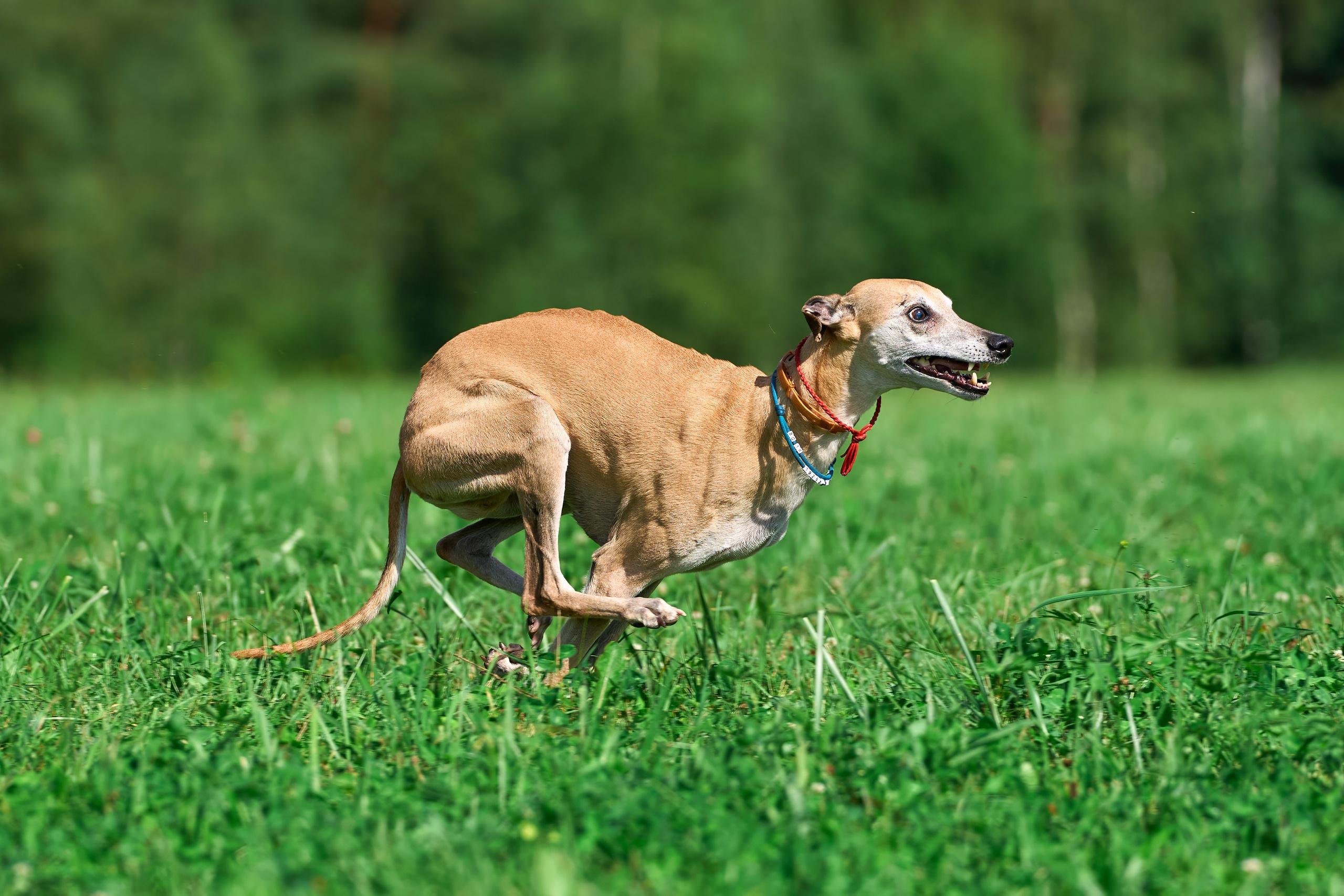 Тренировка в Донино. Фотограф-анималист Михаил Манухин