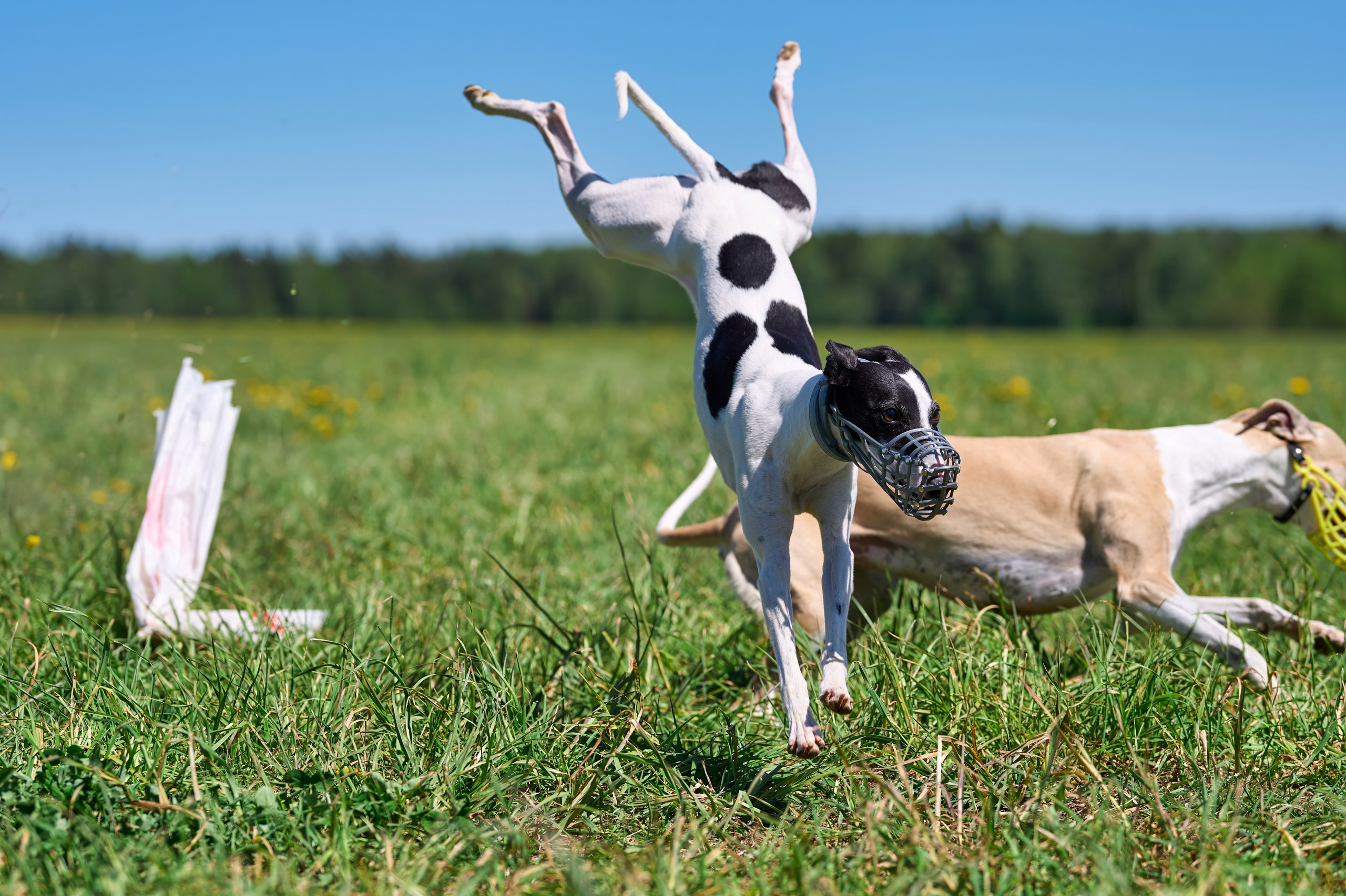 Тренировка по курсингу «на Ярославке». Фотограф-анималист Михаил Манухин