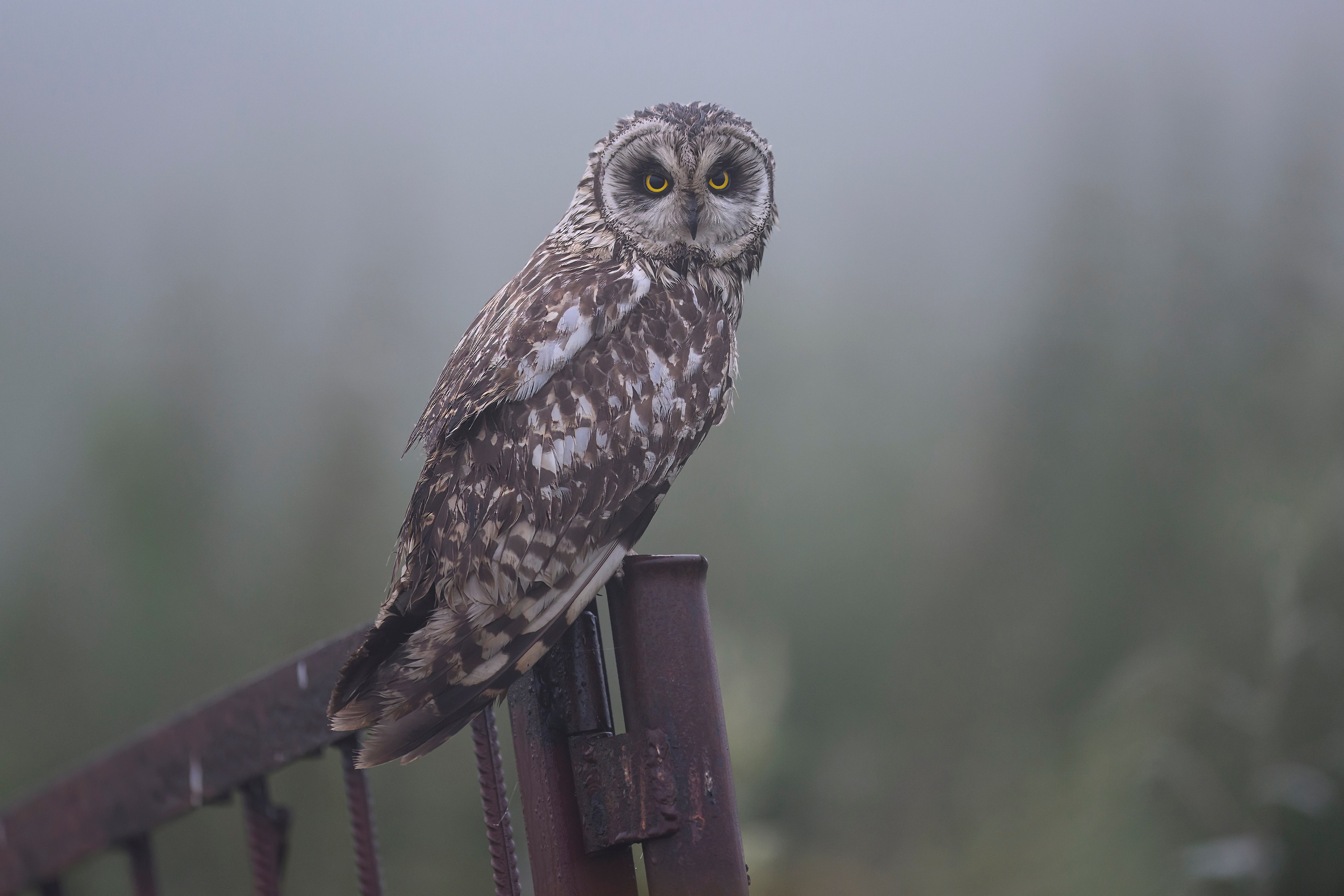 Охота совы и три совенка. Owl hunting and three owlets. Фотограф Сергей Пупонин