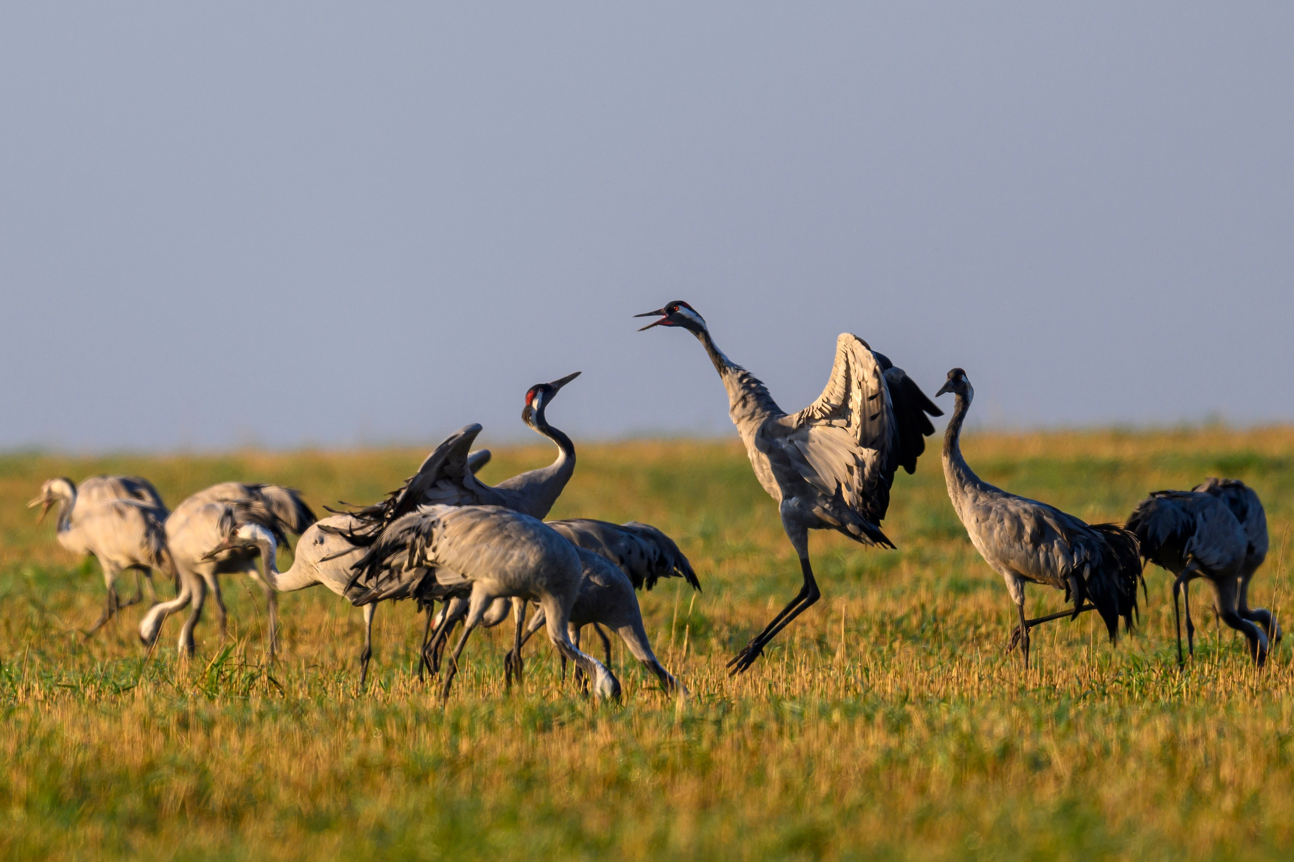 Танцы журавлей. Dances of the Cranes. Фотограф Сергей Пупонин