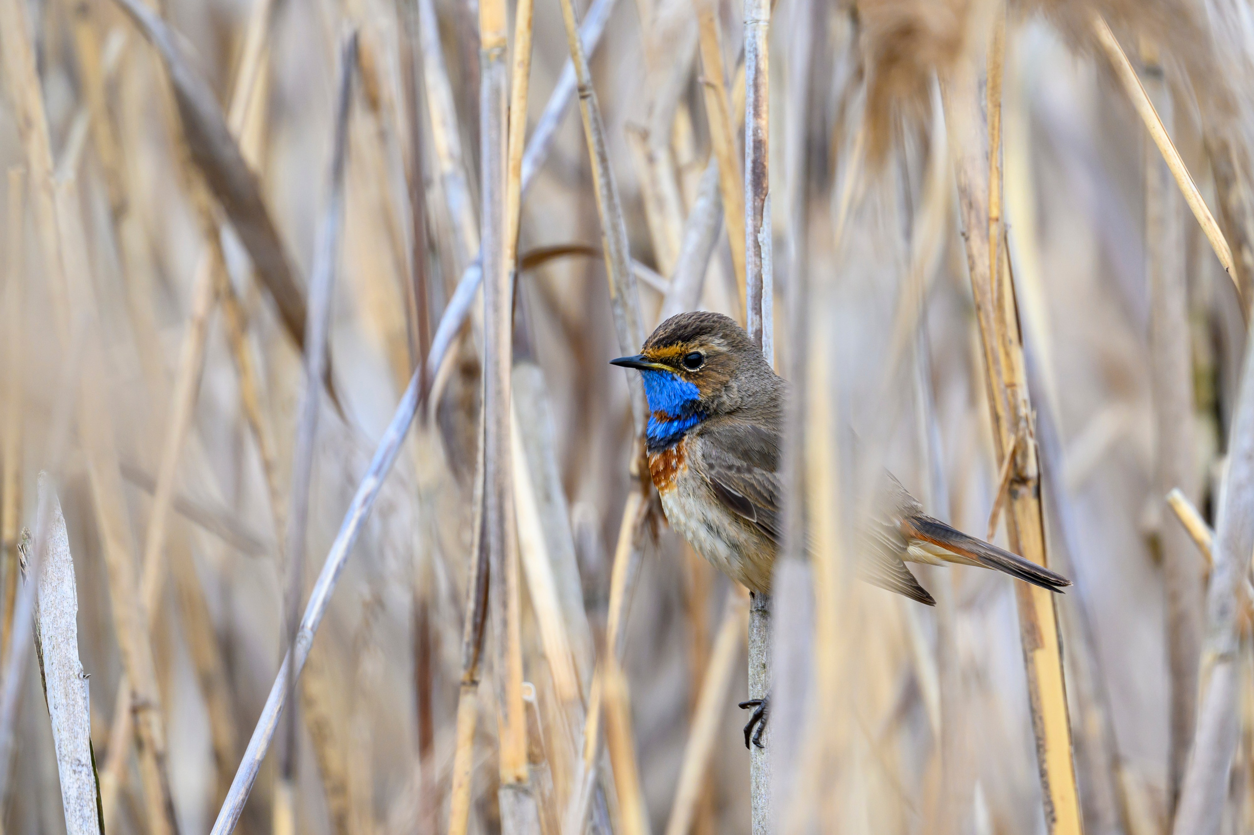 Чекан, гнезда пустельги и чибиса. Фотограф Сергей Пупонин