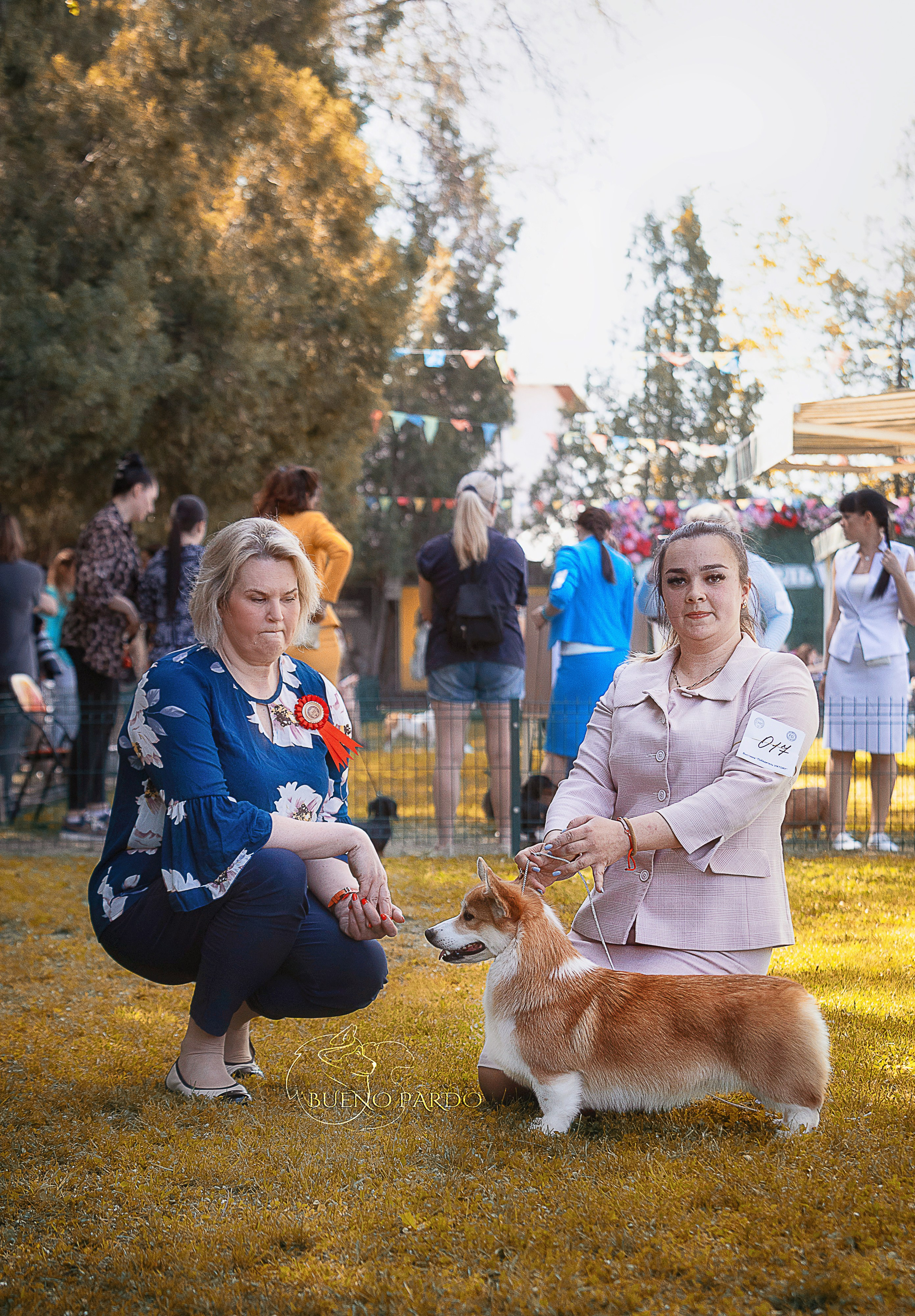 Собаки питомника Bueno Pardo. Питомник собак Акита, Хаски, Корги