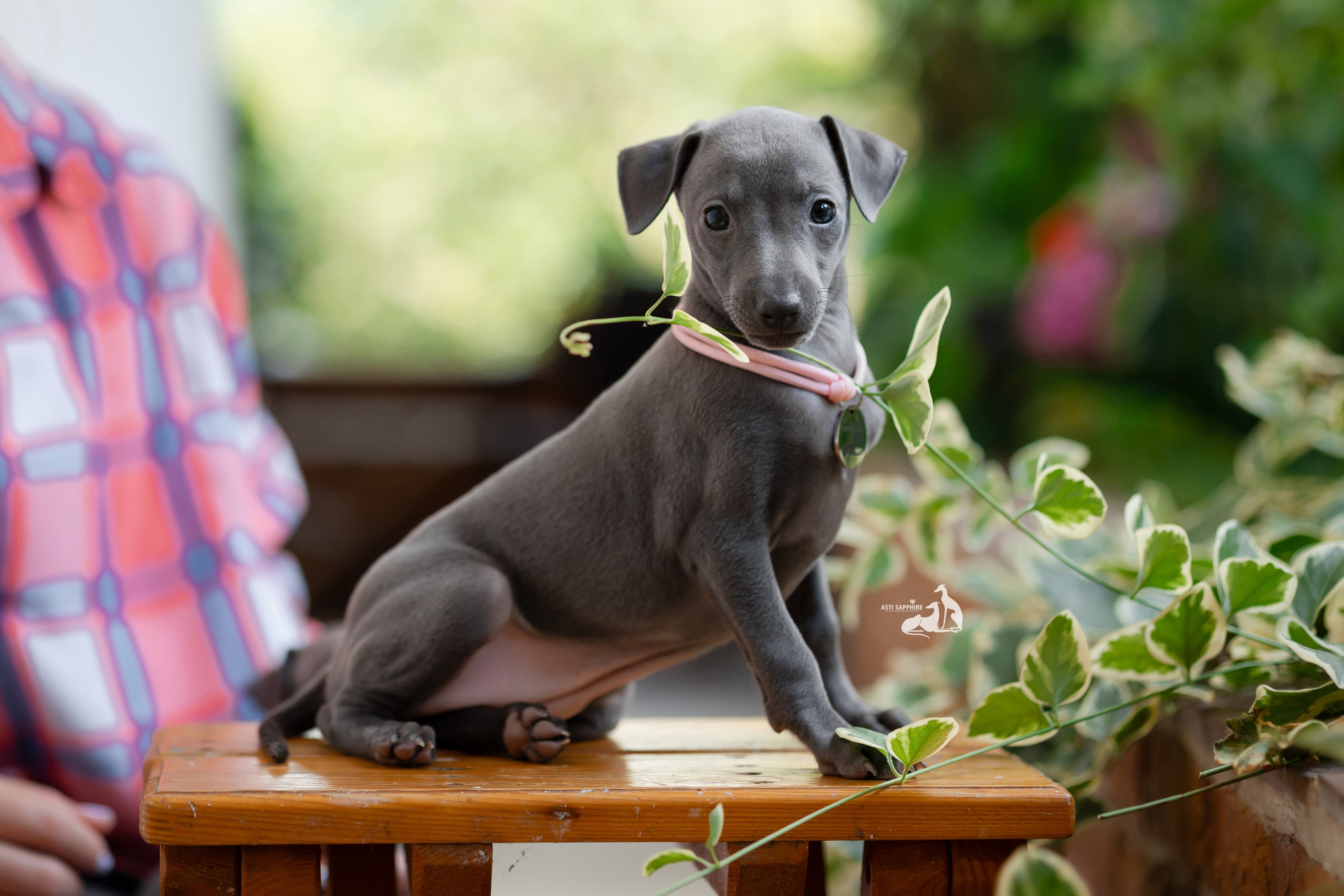 Голубые Роллс и Роберто. Профессиональный питомник левреток РКФ/FCI ASTI SAPPHIRE 💎 Сочи|Санкт-Петербург