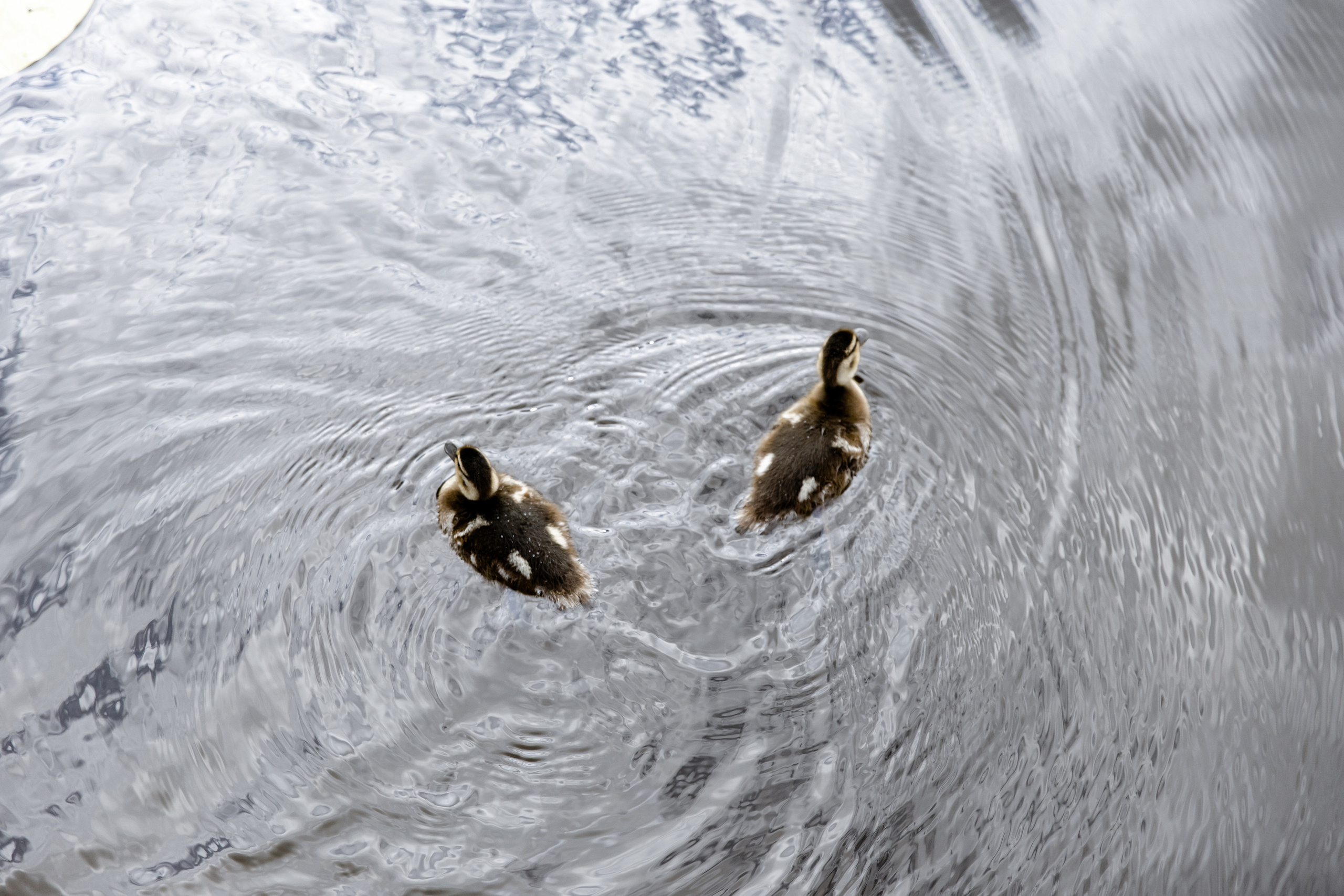 Свадебный день Григория и Татьяны. Свадебный фотограф Анна Бабахина