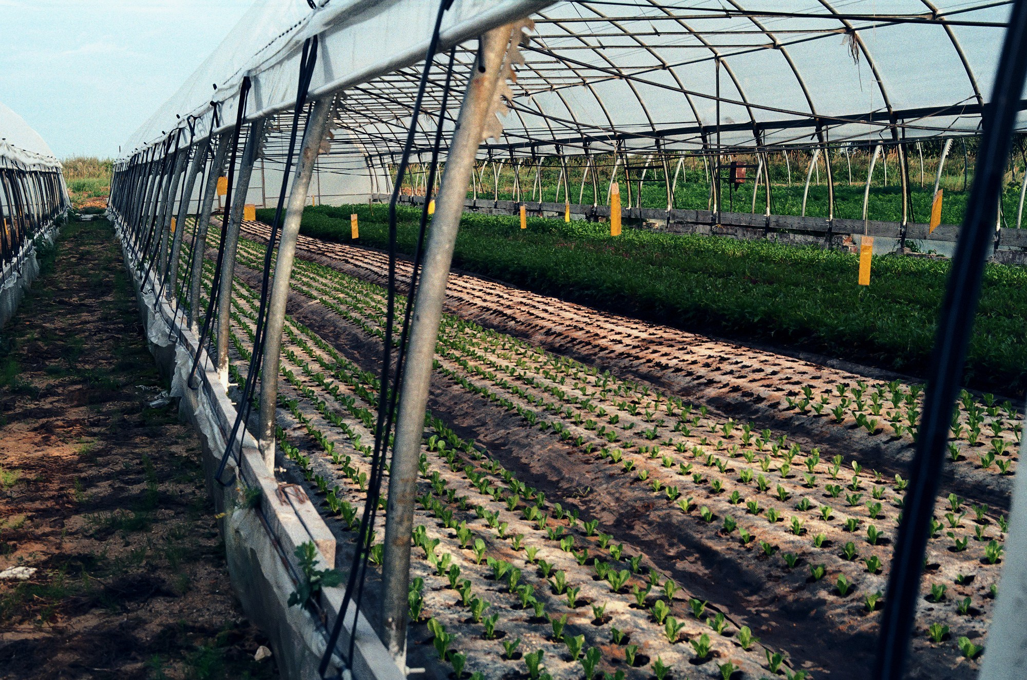 SuperFoodFarm. The history of the farm. Another person Pavel Potseluev. A photographer in 2025