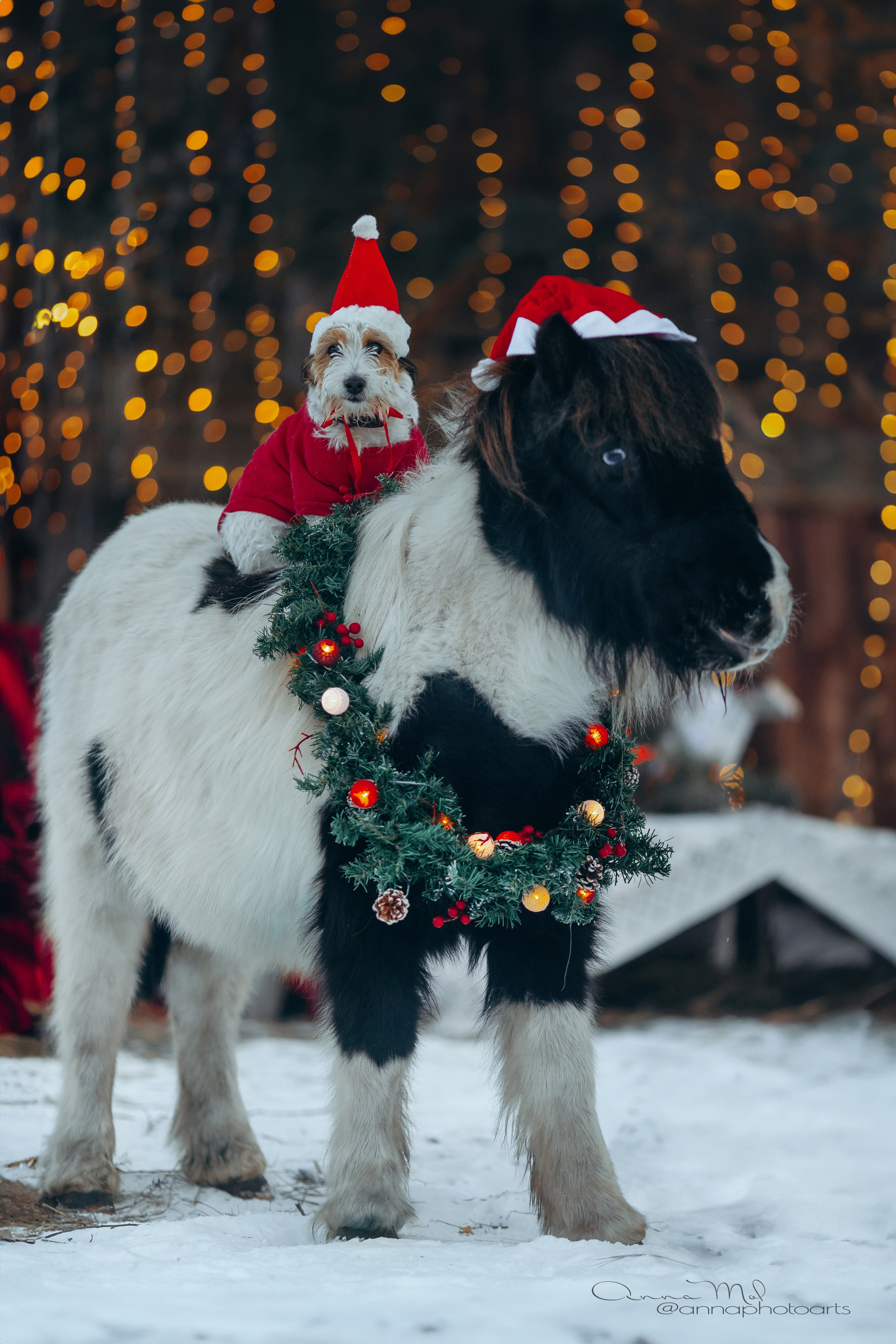 Тариф новогодний 2024. Анна Молчанова конный фотограф в Тюмени | фотосессии с лошадьми Тюмень