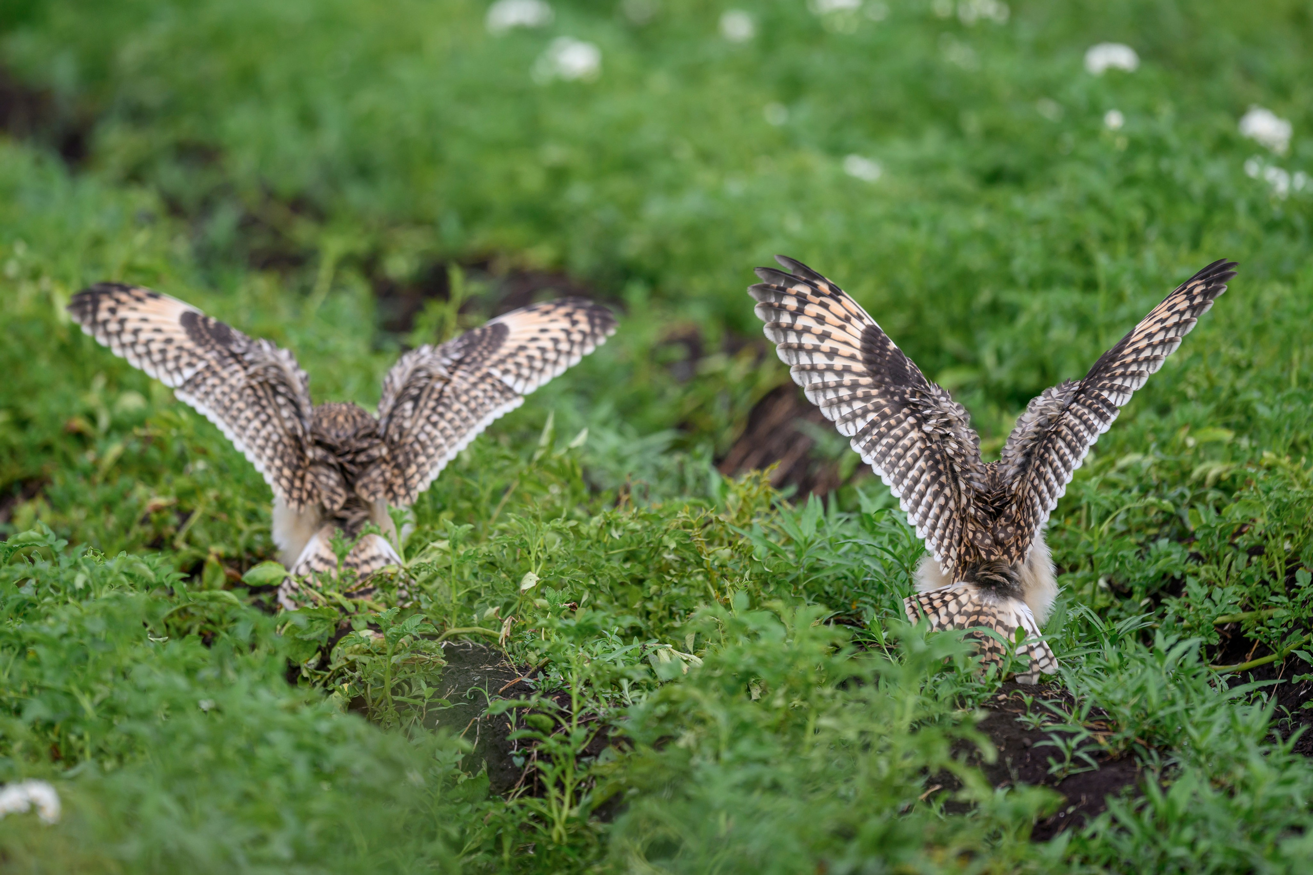 Совята учатся летать. Owlets learn to fly. Фотограф Сергей Пупонин
