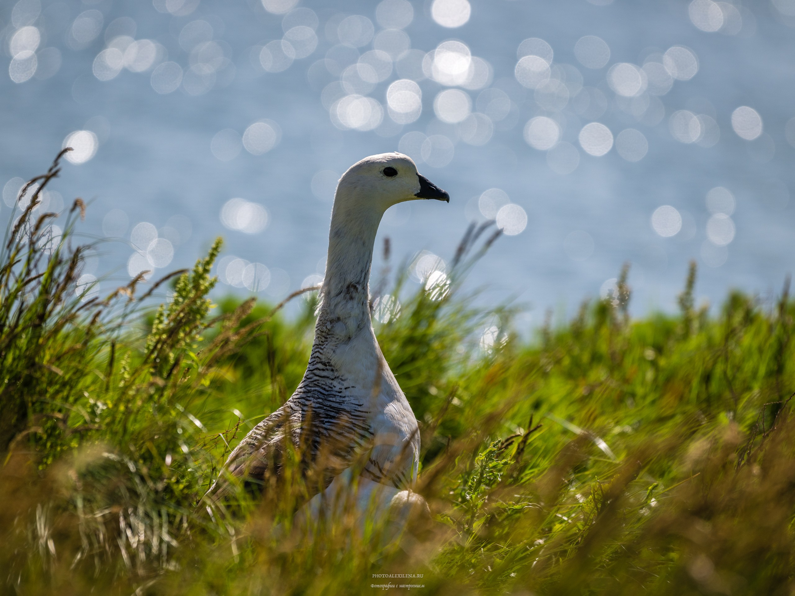 Ледник Перито-Морено, Лагуна Нимез и озеро Архентино. Авторские стильные фотокартины
