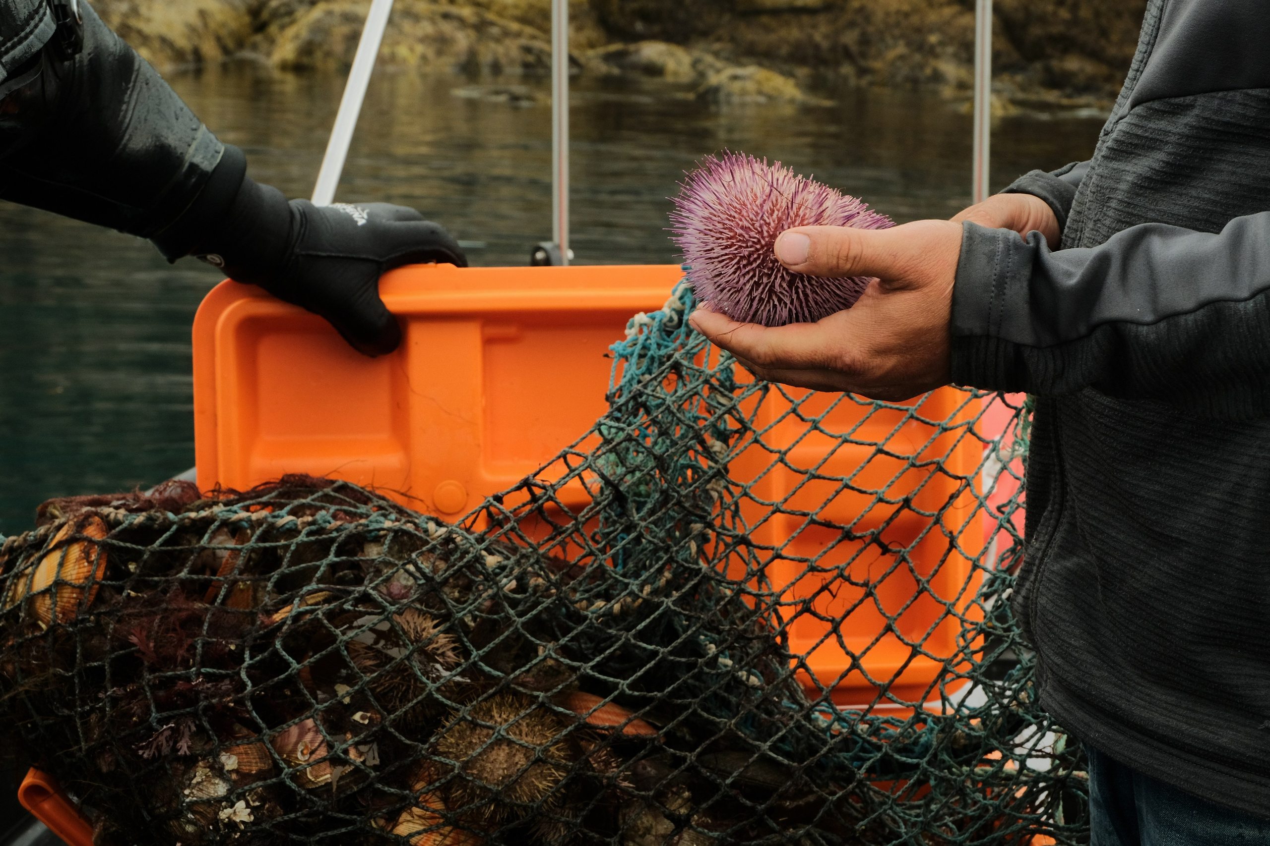 Two people on a boat handle a fishing net filled with sea creatures. One person holds a purple sea urchin, while the other rests a gloved hand on an orange container. Water and rocky shore are visible in the background.