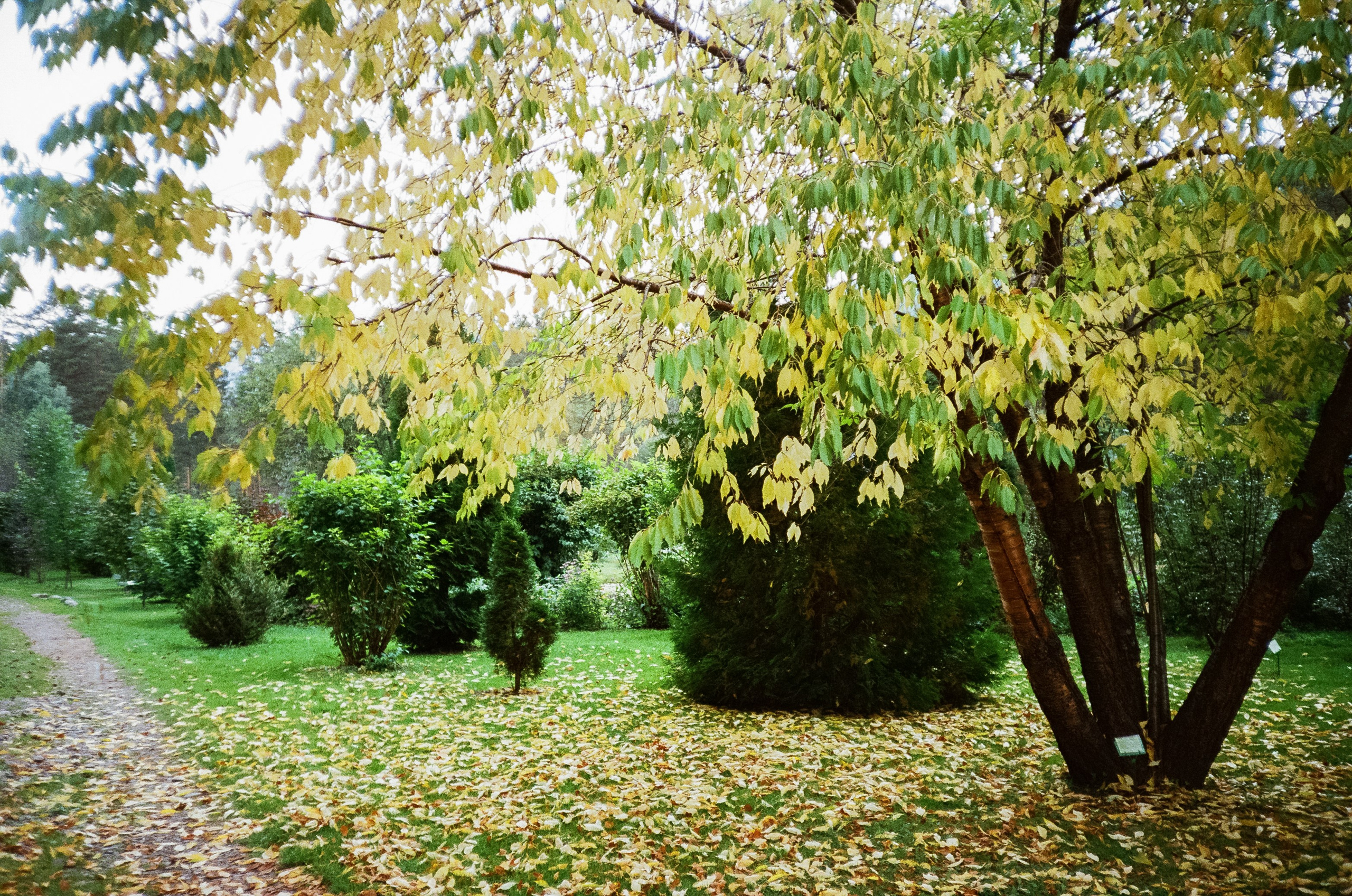 Катунь и сосны на базе Беррель. Ботанический сад. Фотограф-документалист Мария Осокина