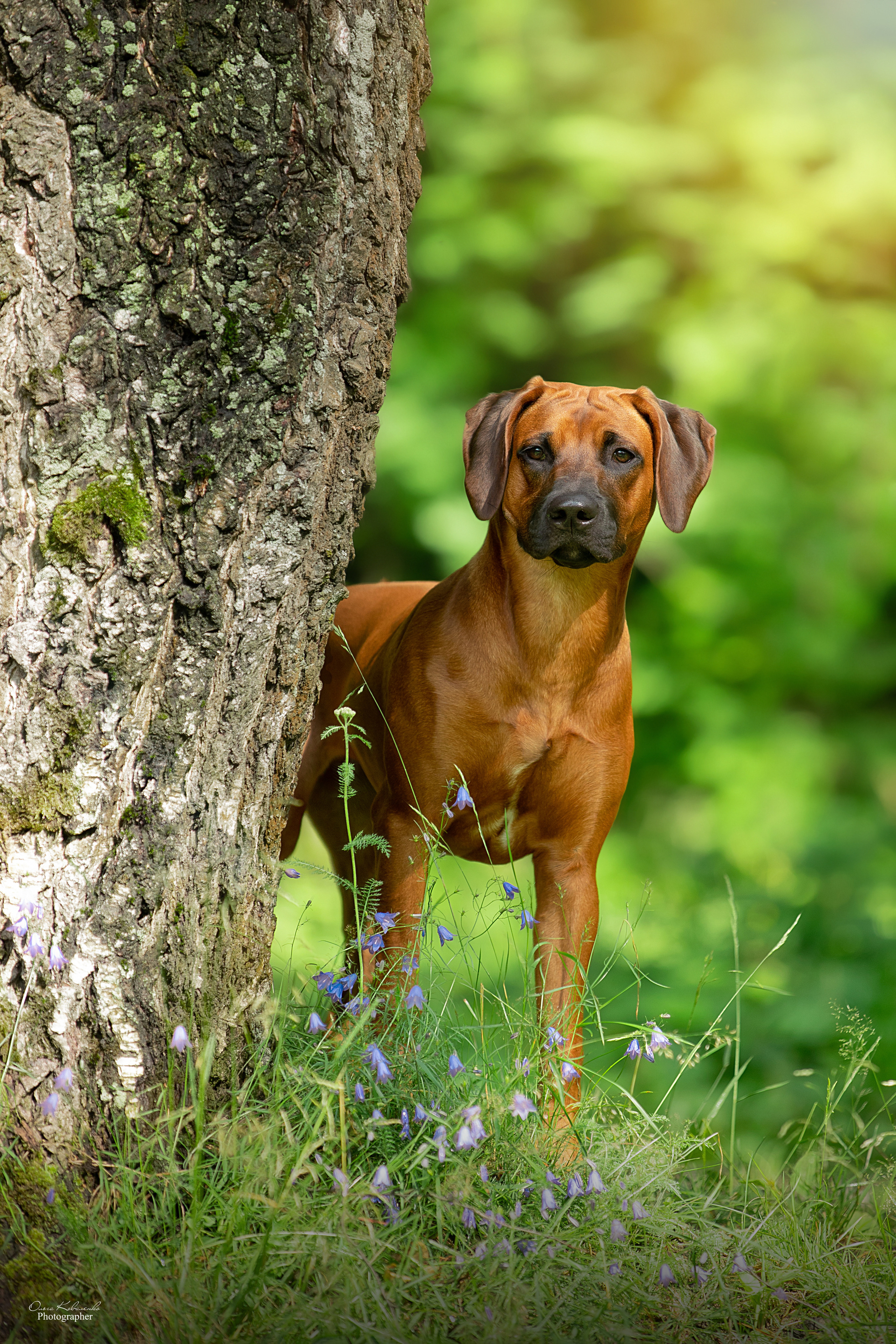 Самка Жузи. Родезийские Риджбеки в Санкт-Петербурге