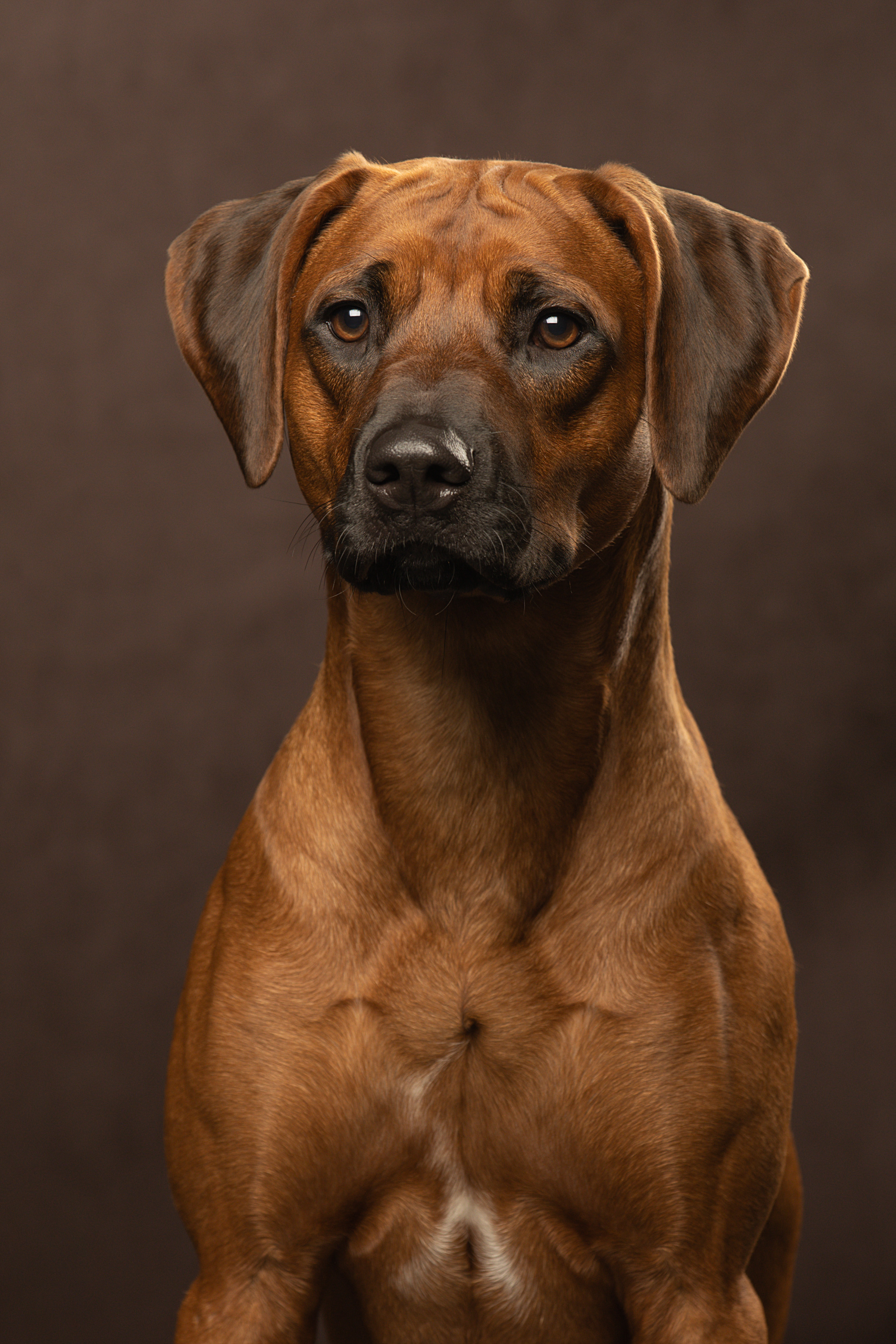 Самка Жузи. Родезийские Риджбеки в Санкт-Петербурге