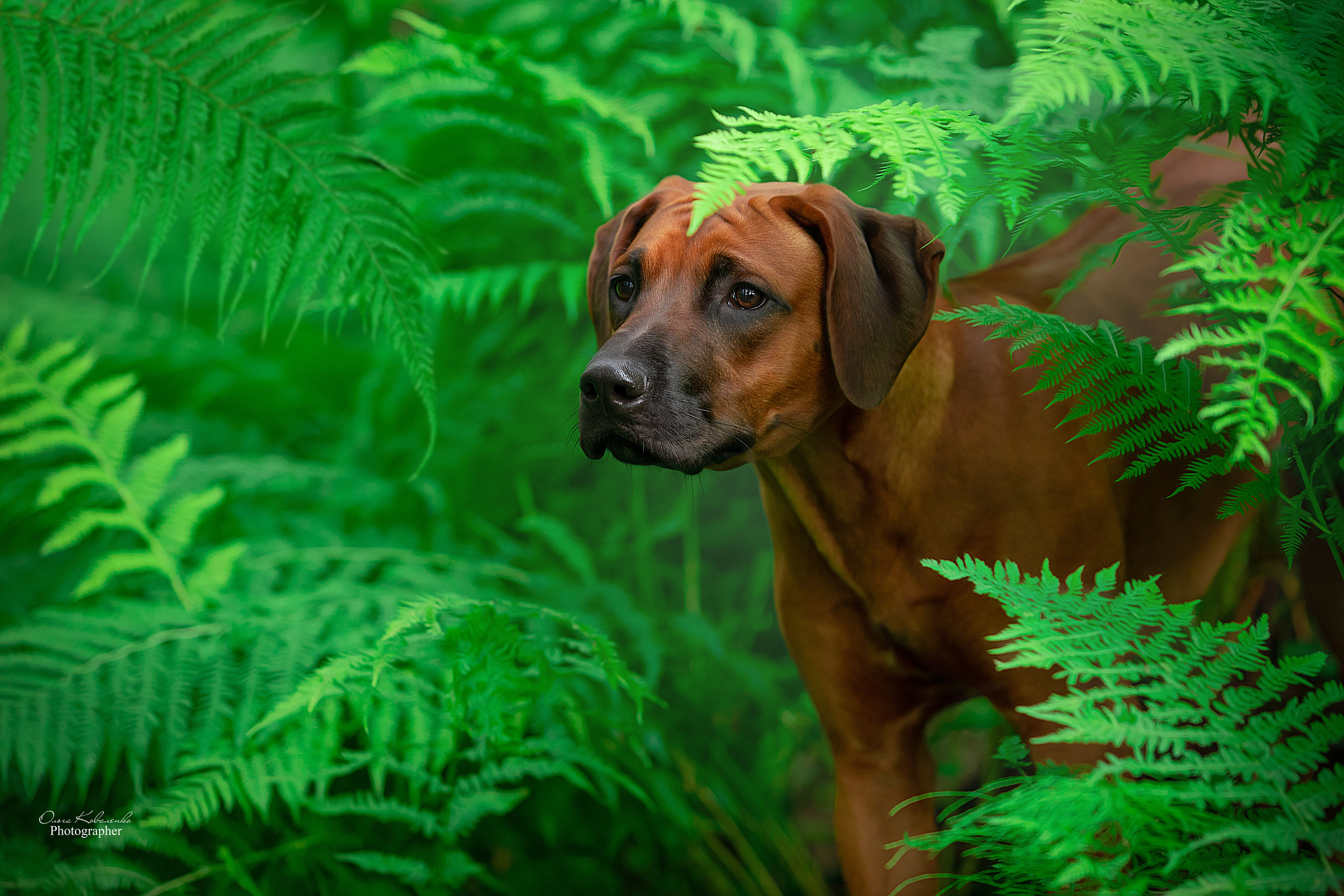 Самка Жузи. Родезийские Риджбеки в Санкт-Петербурге