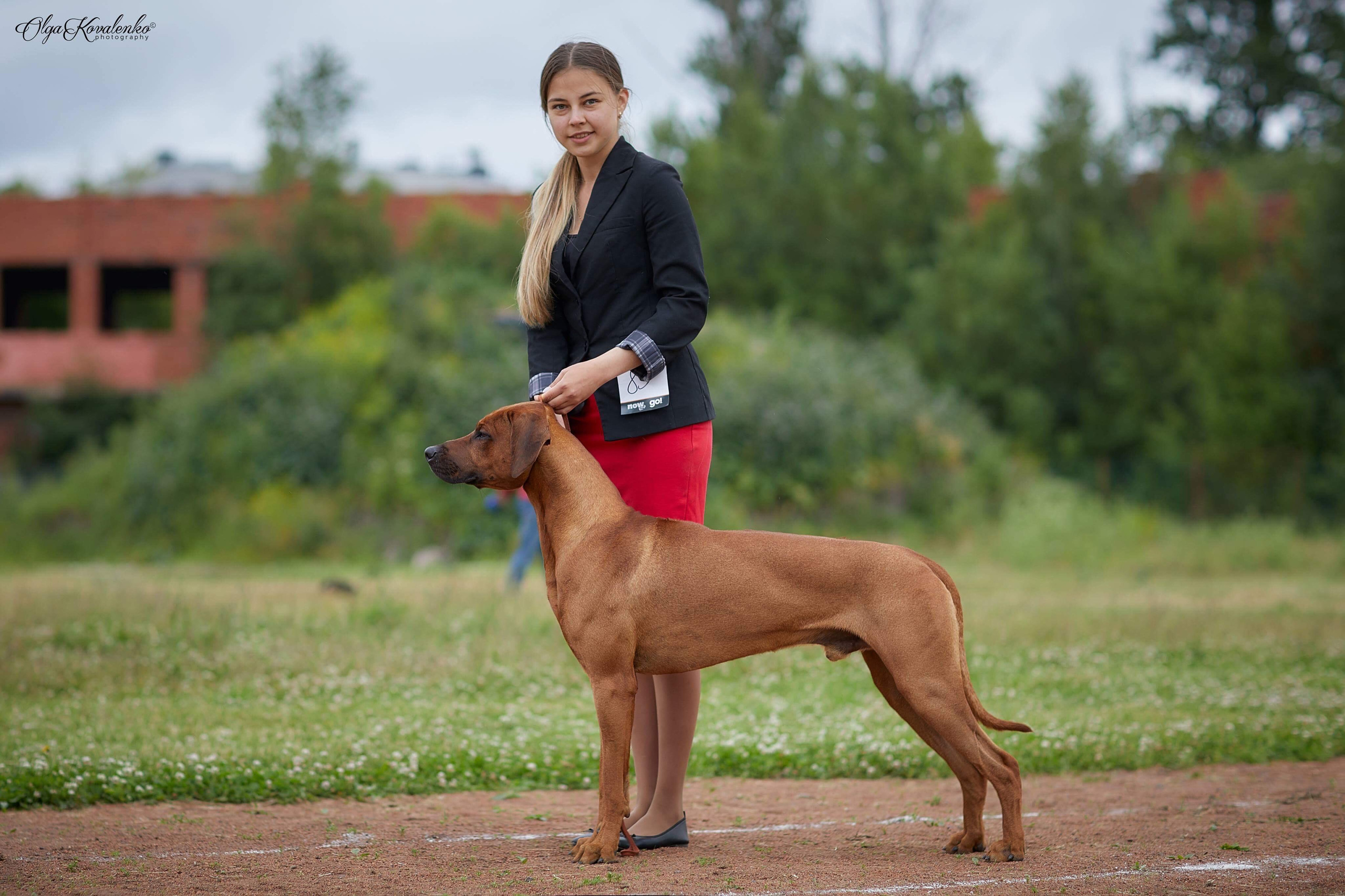 Кобель Рэй. Родезийские Риджбеки в Санкт-Петербурге