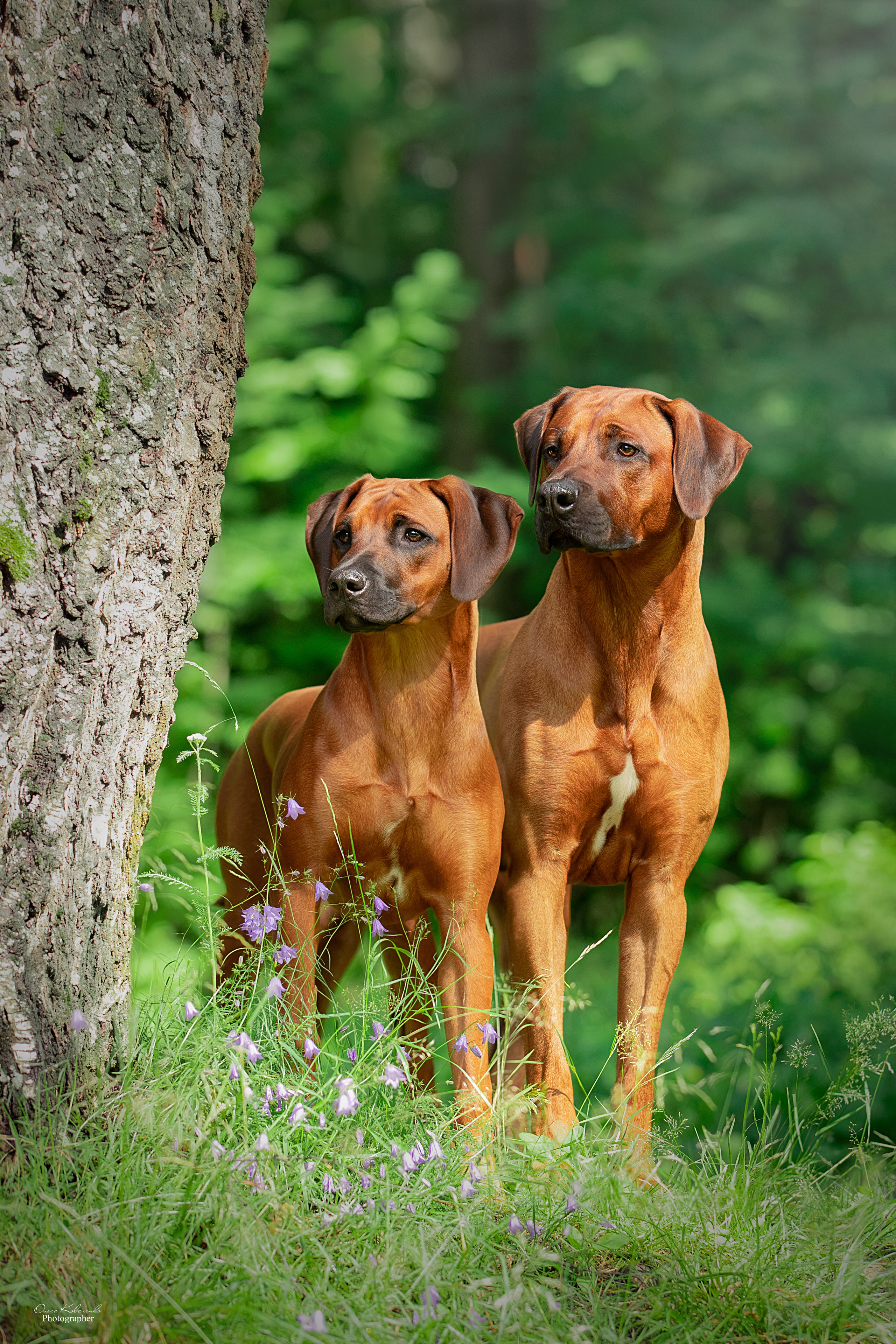Кобель Рэй. Родезийские Риджбеки в Санкт-Петербурге