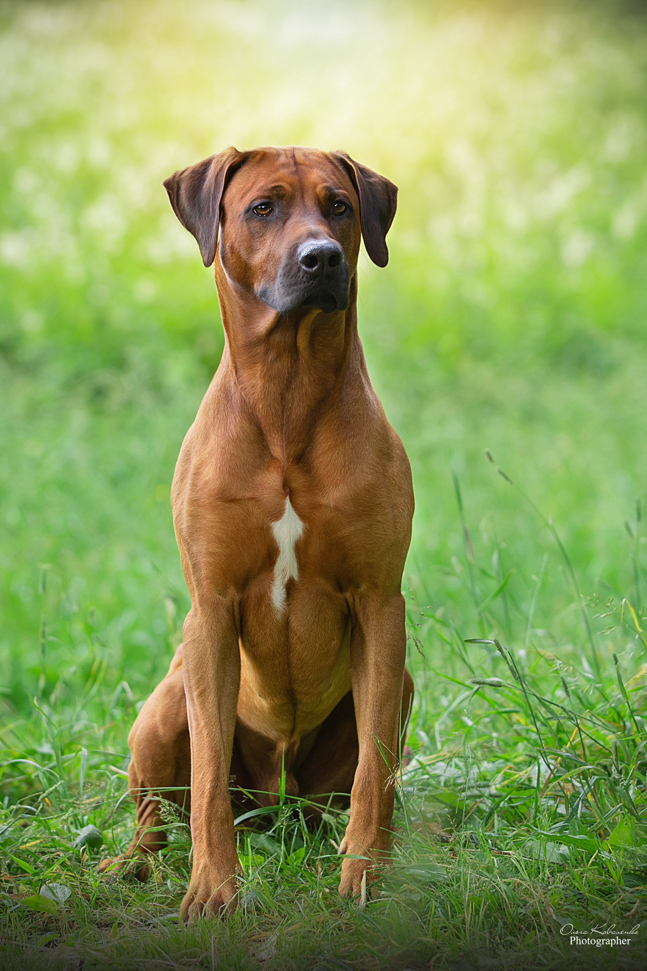 Кобель Рэй. Родезийские Риджбеки в Санкт-Петербурге