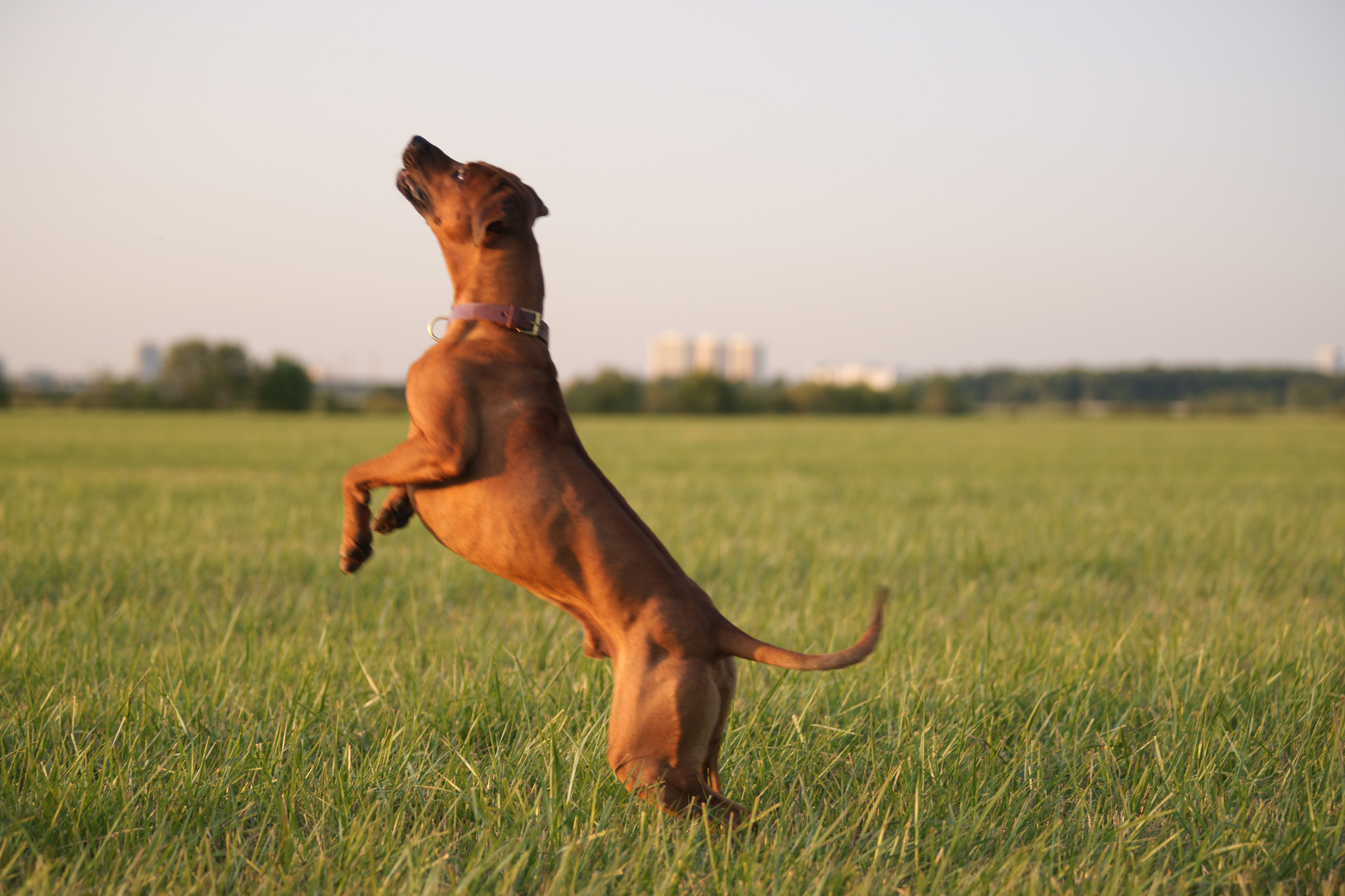 Кобель Рэй. Родезийские Риджбеки в Санкт-Петербурге