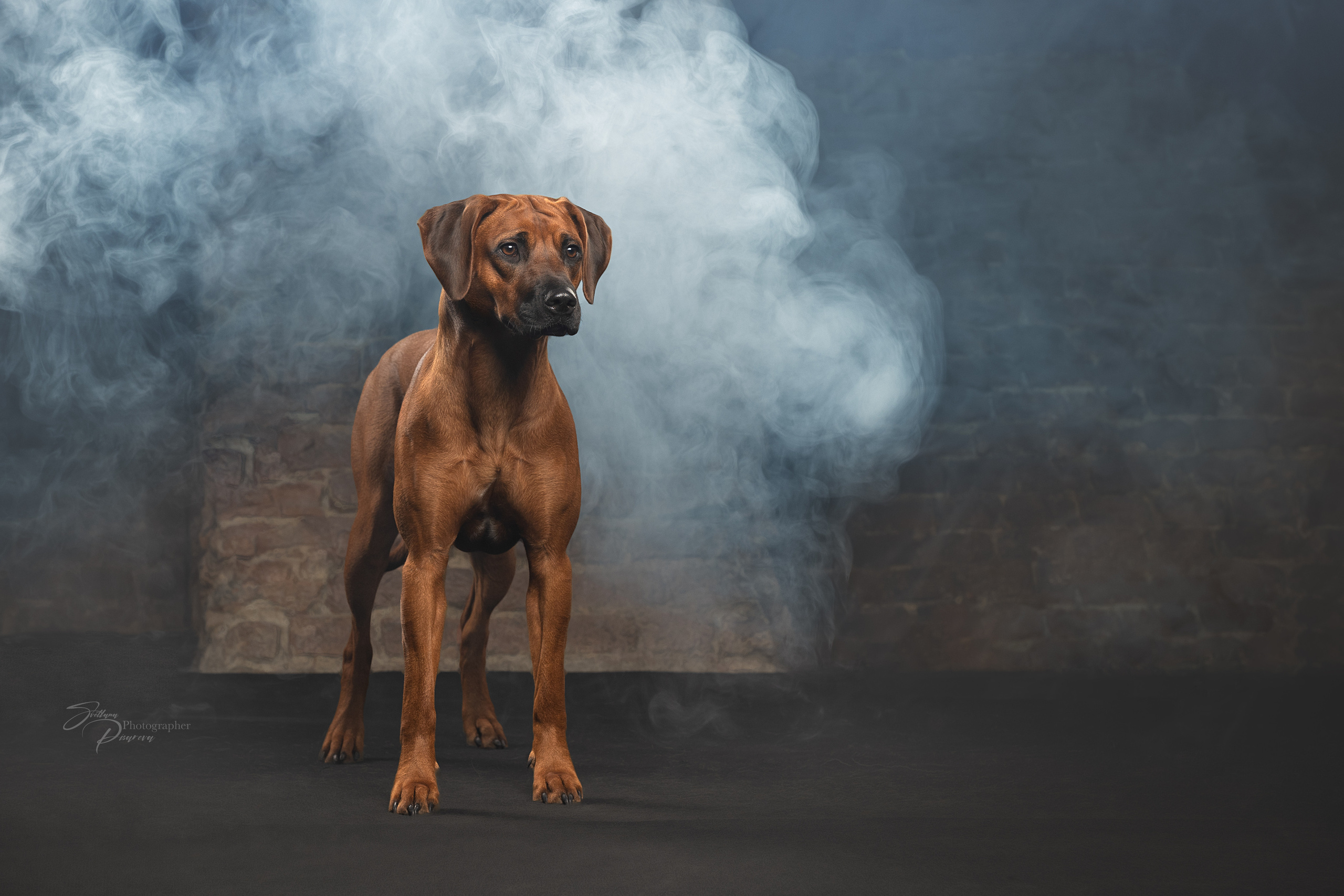 Самка Жузи. Родезийские Риджбеки в Санкт-Петербурге