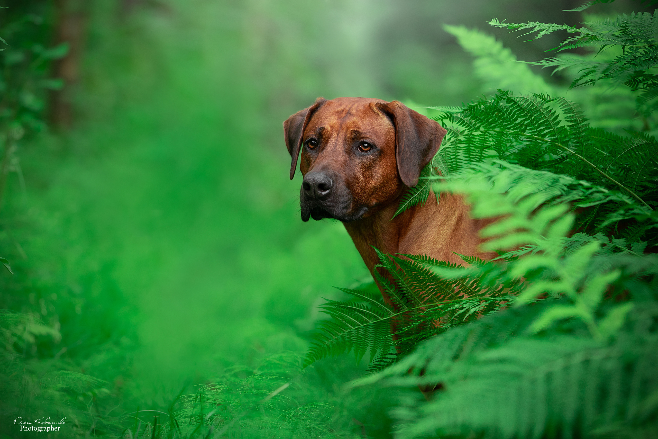 Кобель Рэй. Родезийские Риджбеки в Санкт-Петербурге