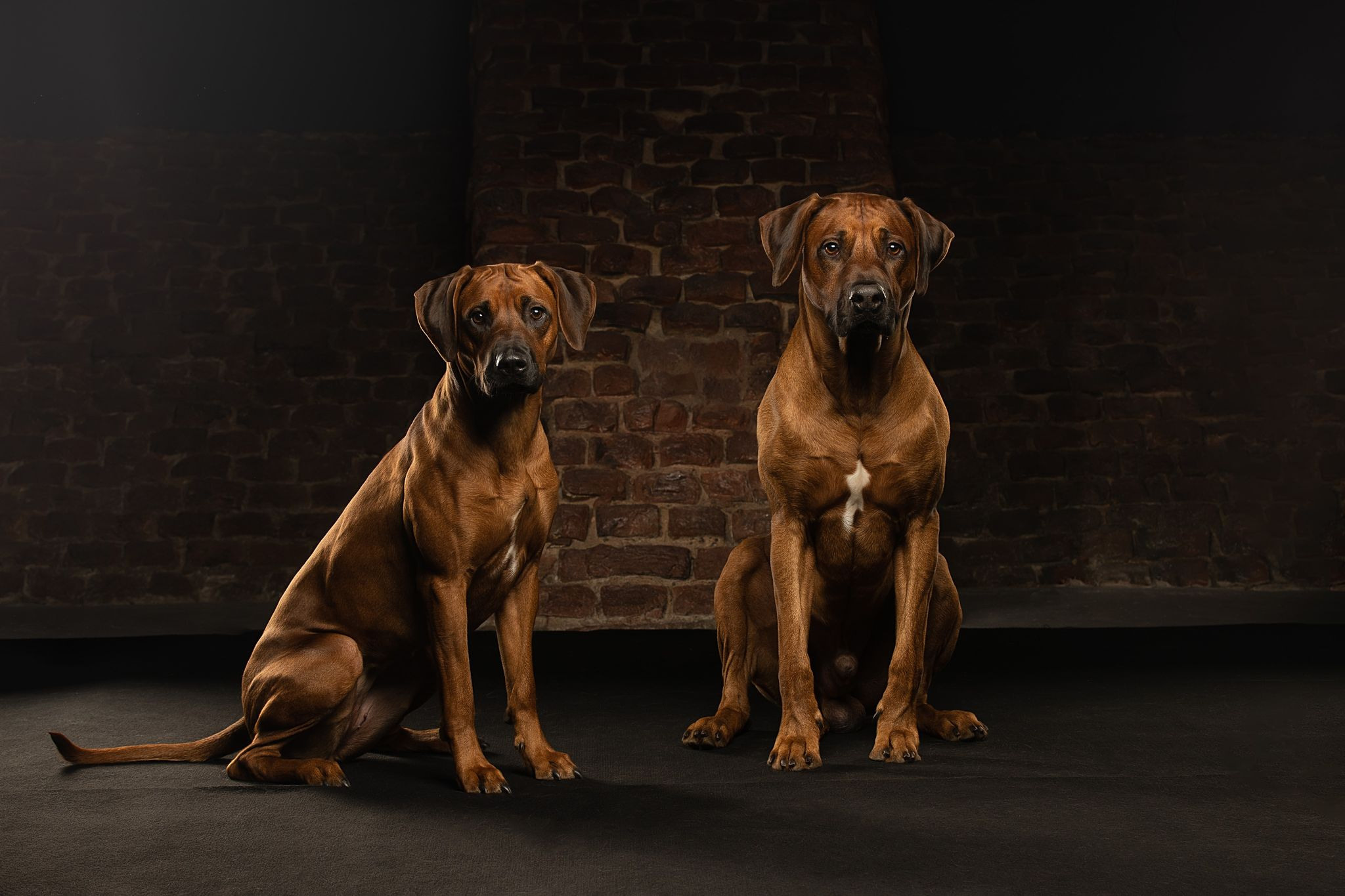 Кобель Рэй. Родезийские Риджбеки в Санкт-Петербурге