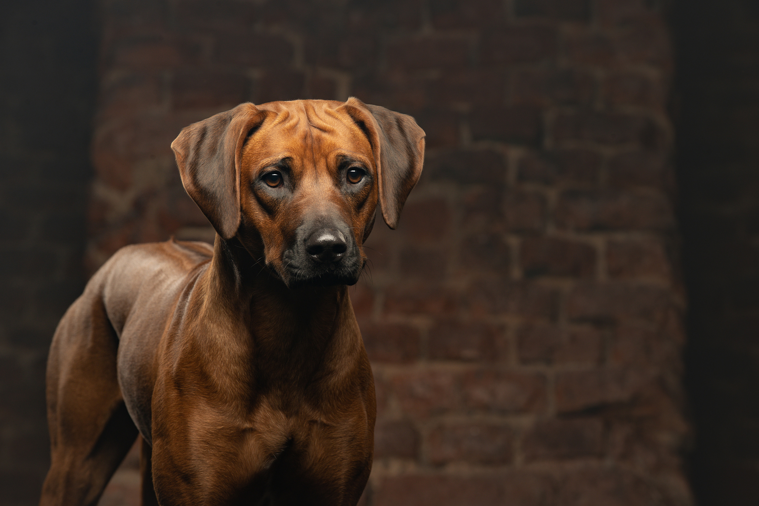 Самка Жузи. Родезийские Риджбеки в Санкт-Петербурге