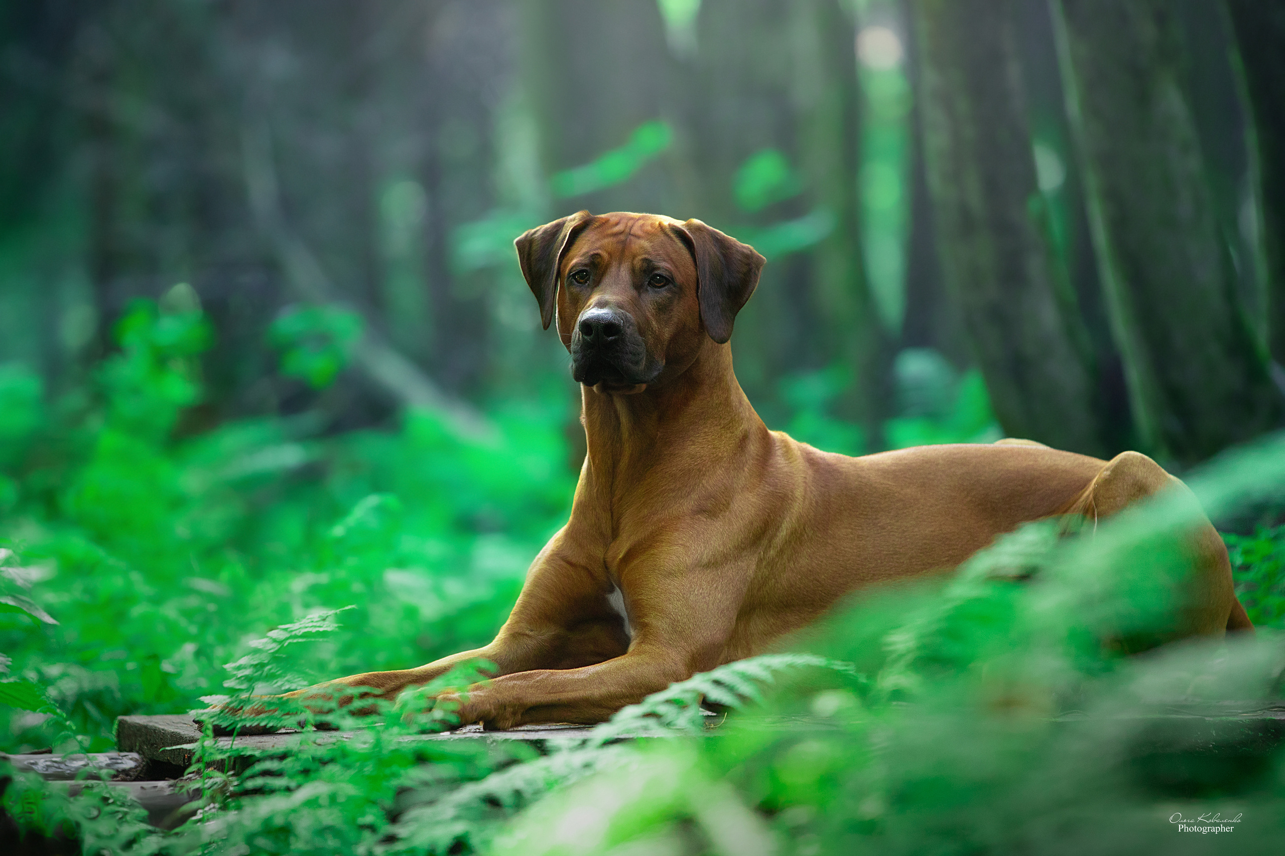 Кобель Рэй. Родезийские Риджбеки в Санкт-Петербурге
