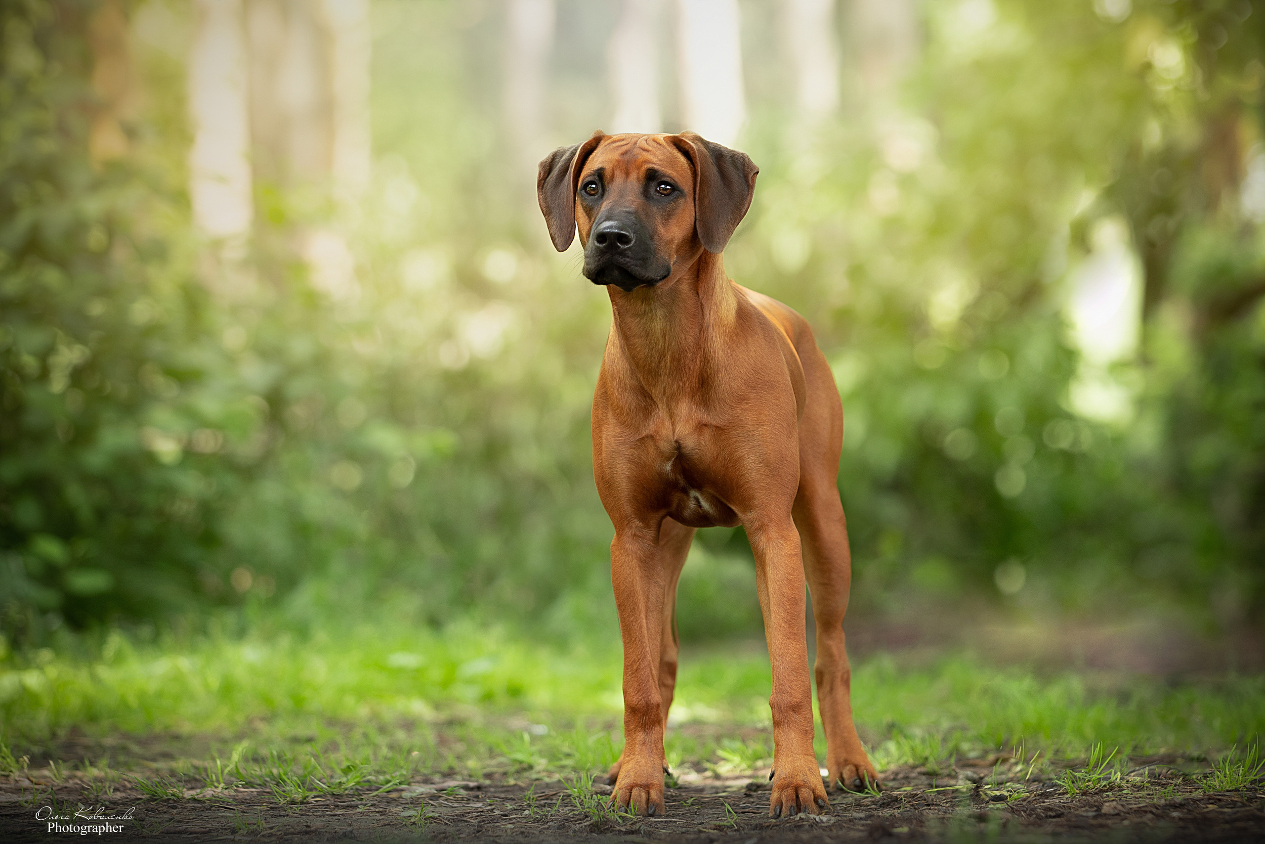 Самка Жузи. Родезийские Риджбеки в Санкт-Петербурге