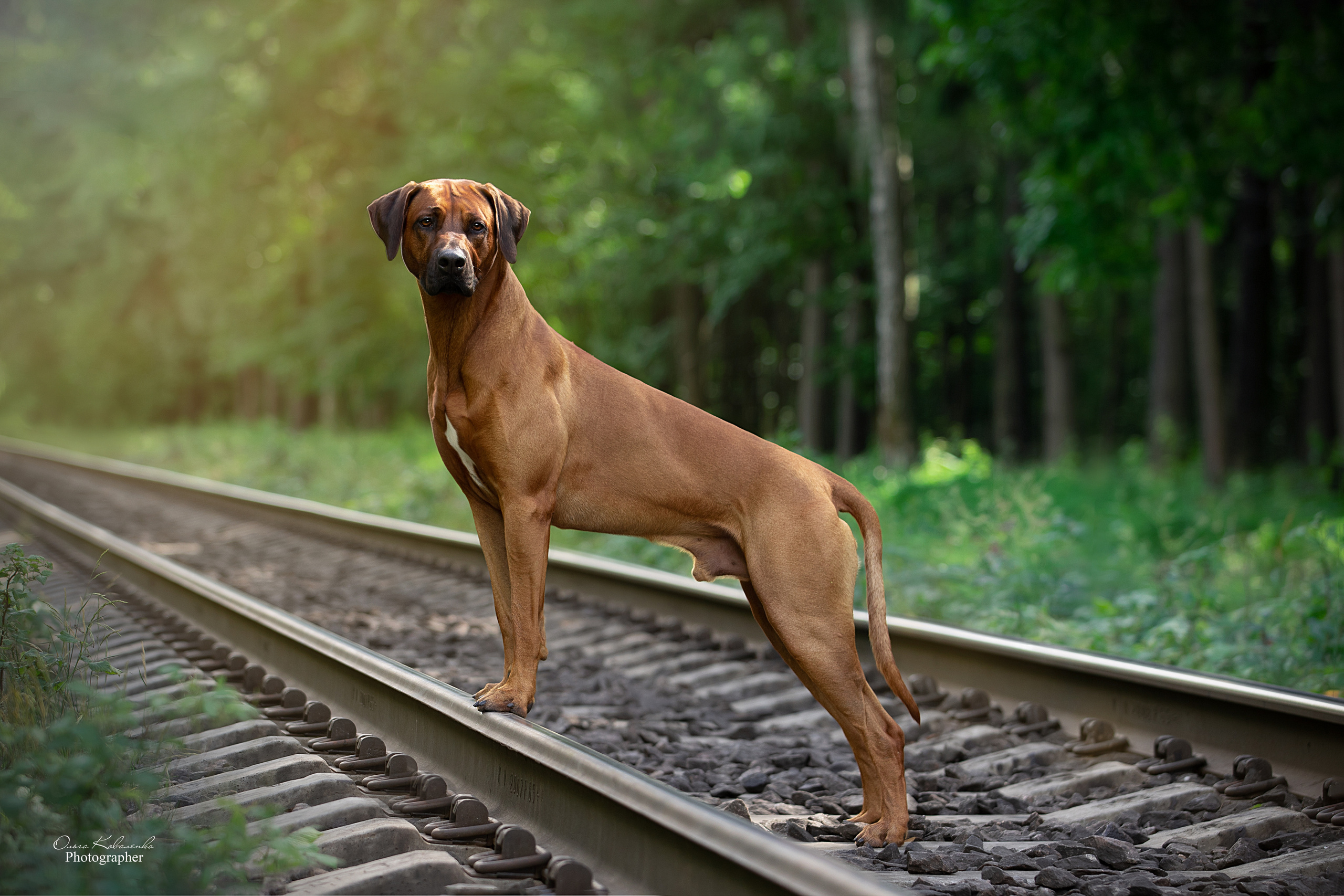 Кобель Рэй. Родезийские Риджбеки в Санкт-Петербурге