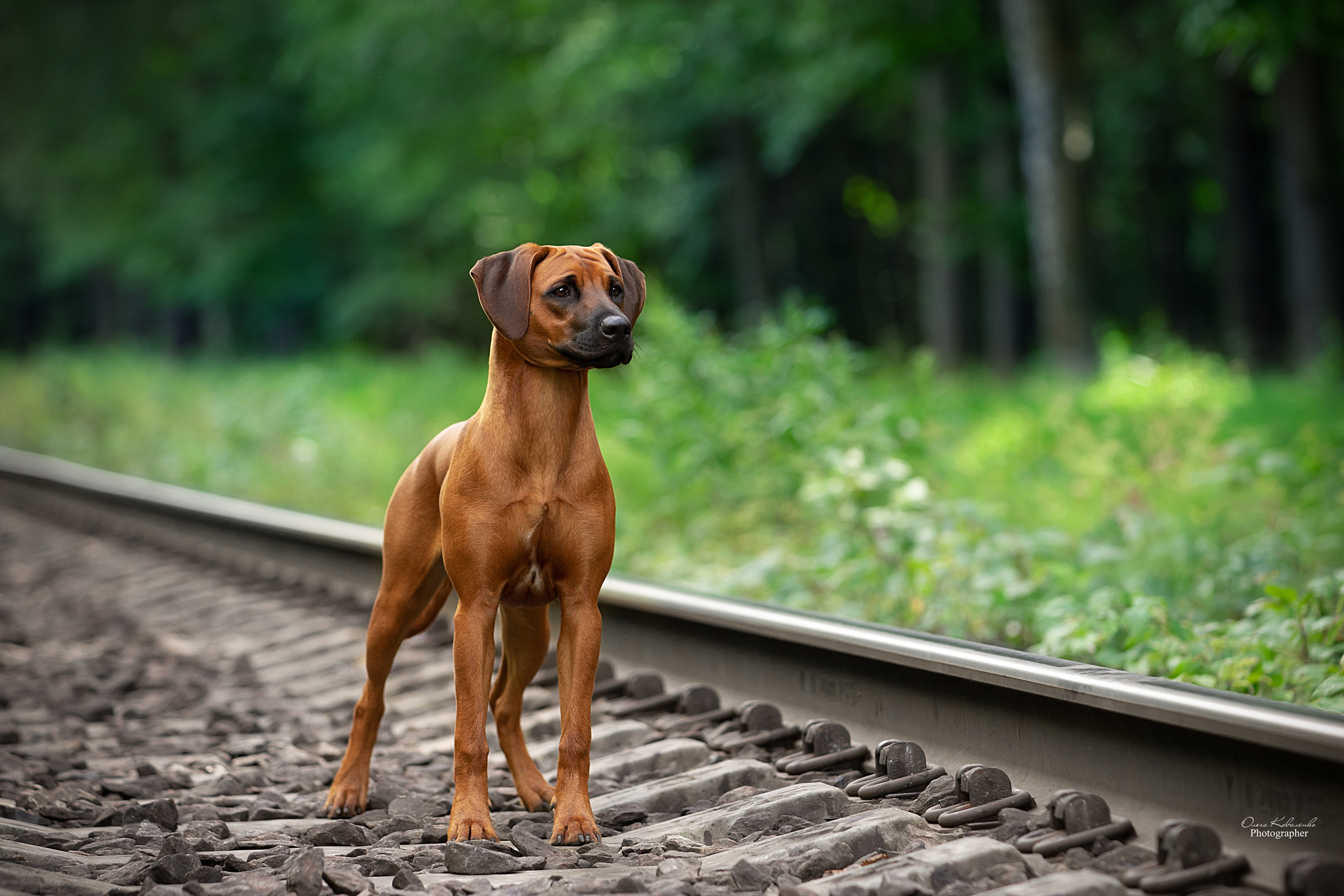 Самка Жузи. Родезийские Риджбеки в Санкт-Петербурге