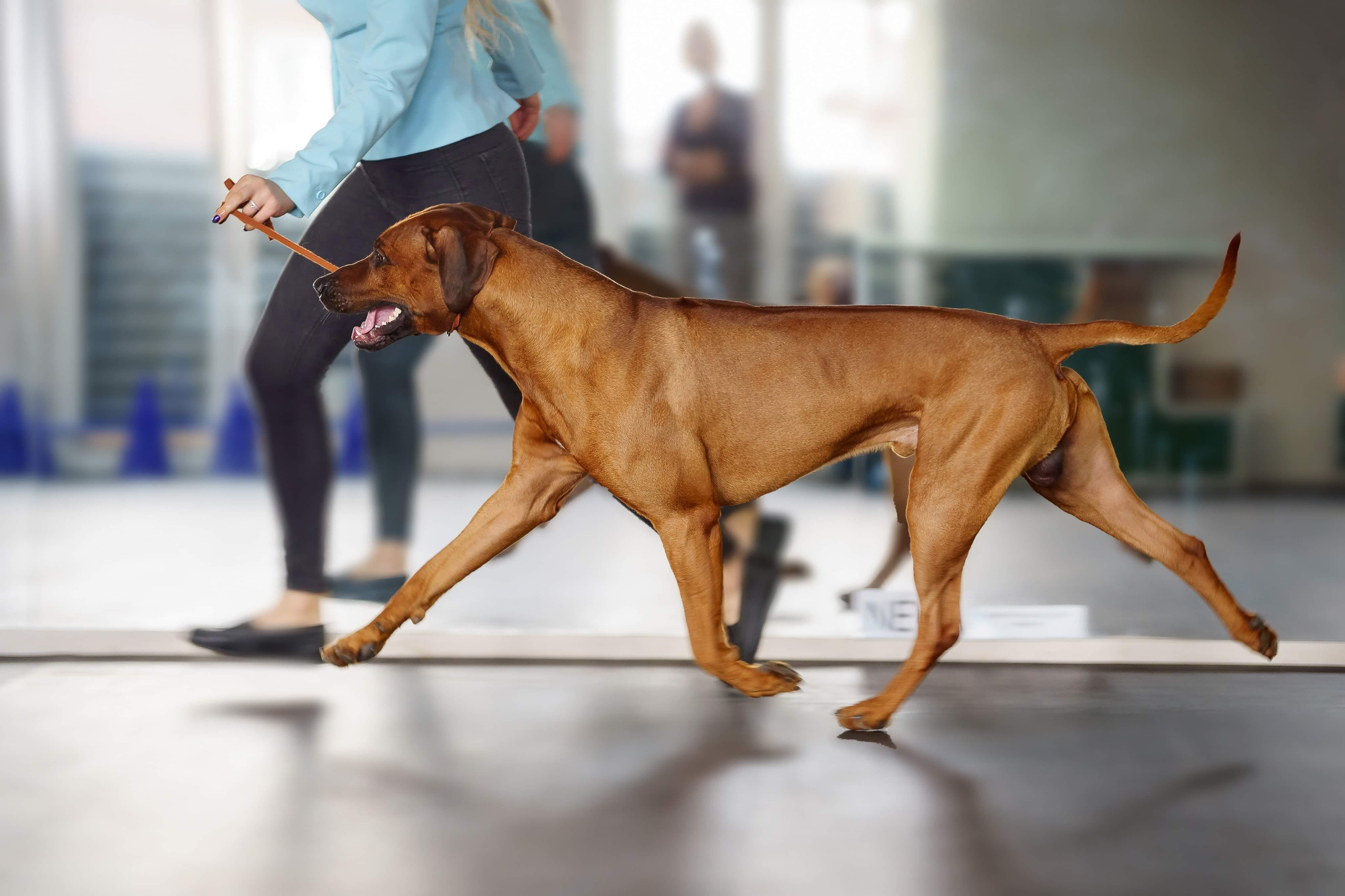 Кобель Рэй. Родезийские Риджбеки в Санкт-Петербурге