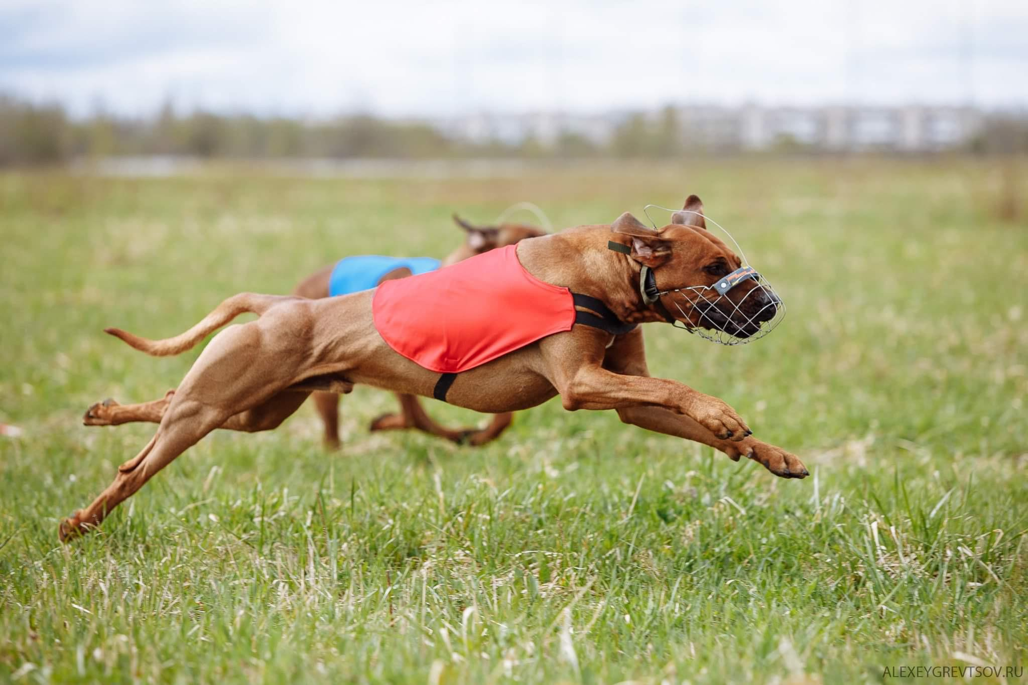 Кобель Рэй. Родезийские Риджбеки в Санкт-Петербурге