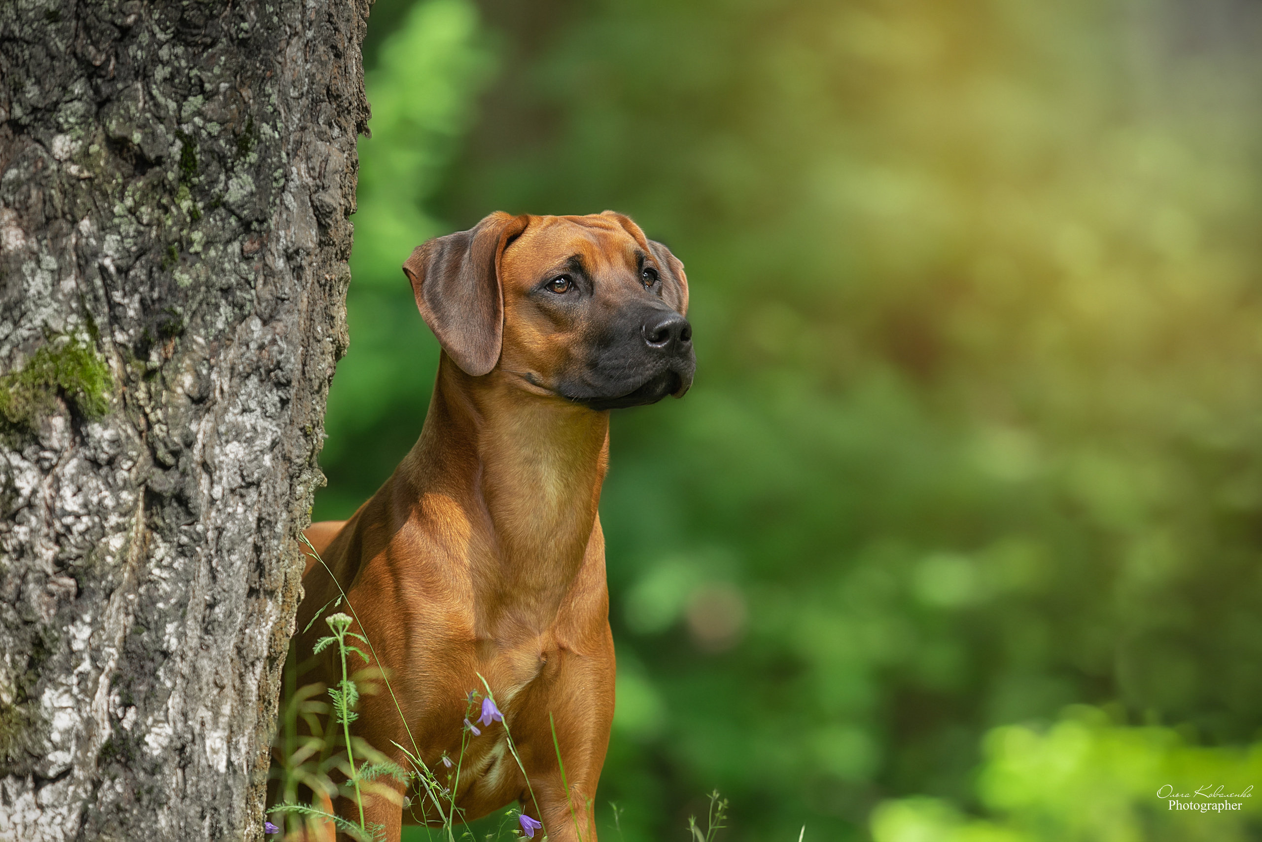 Самка Жузи. Родезийские Риджбеки в Санкт-Петербурге