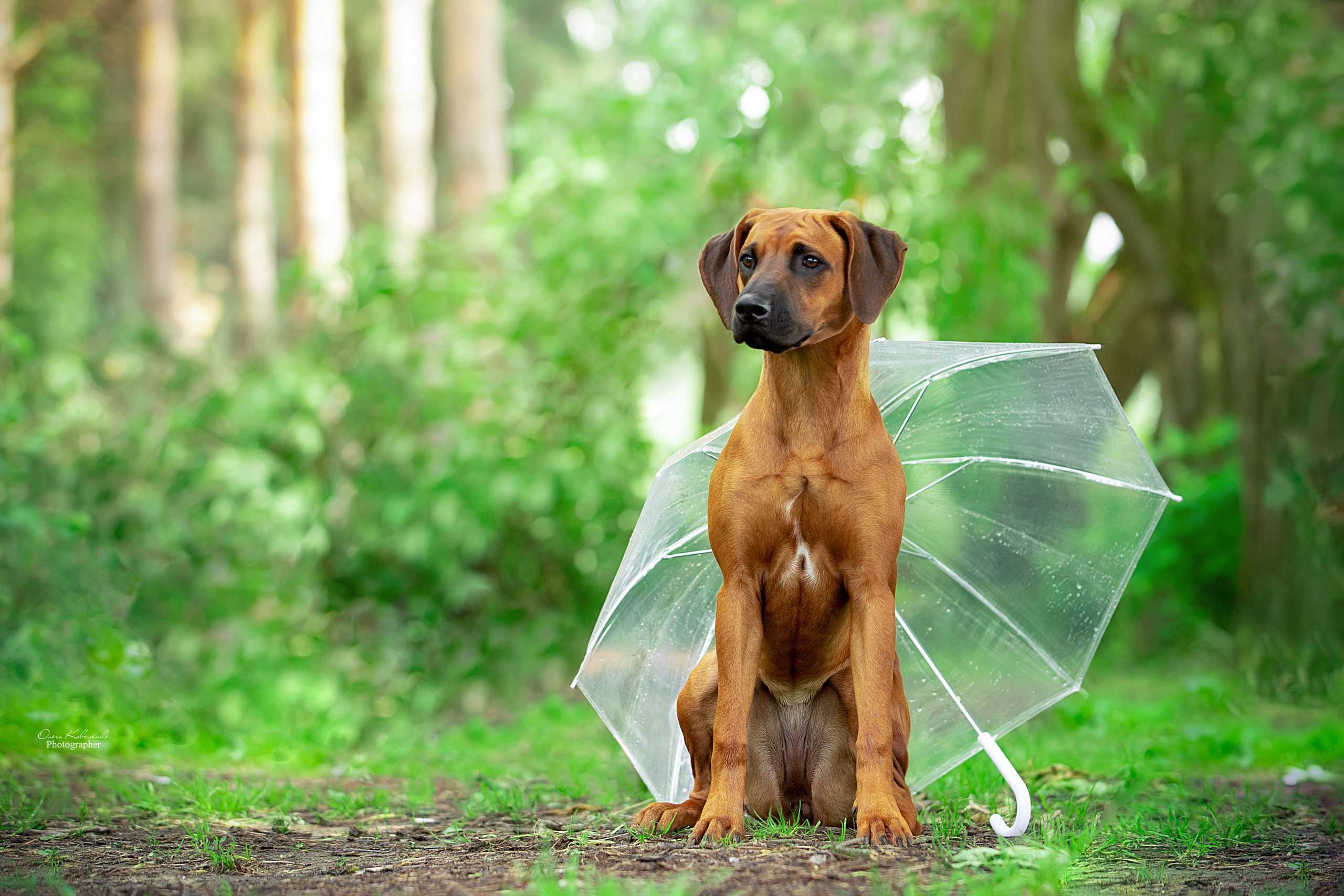 Самка Жузи. Родезийские Риджбеки в Санкт-Петербурге