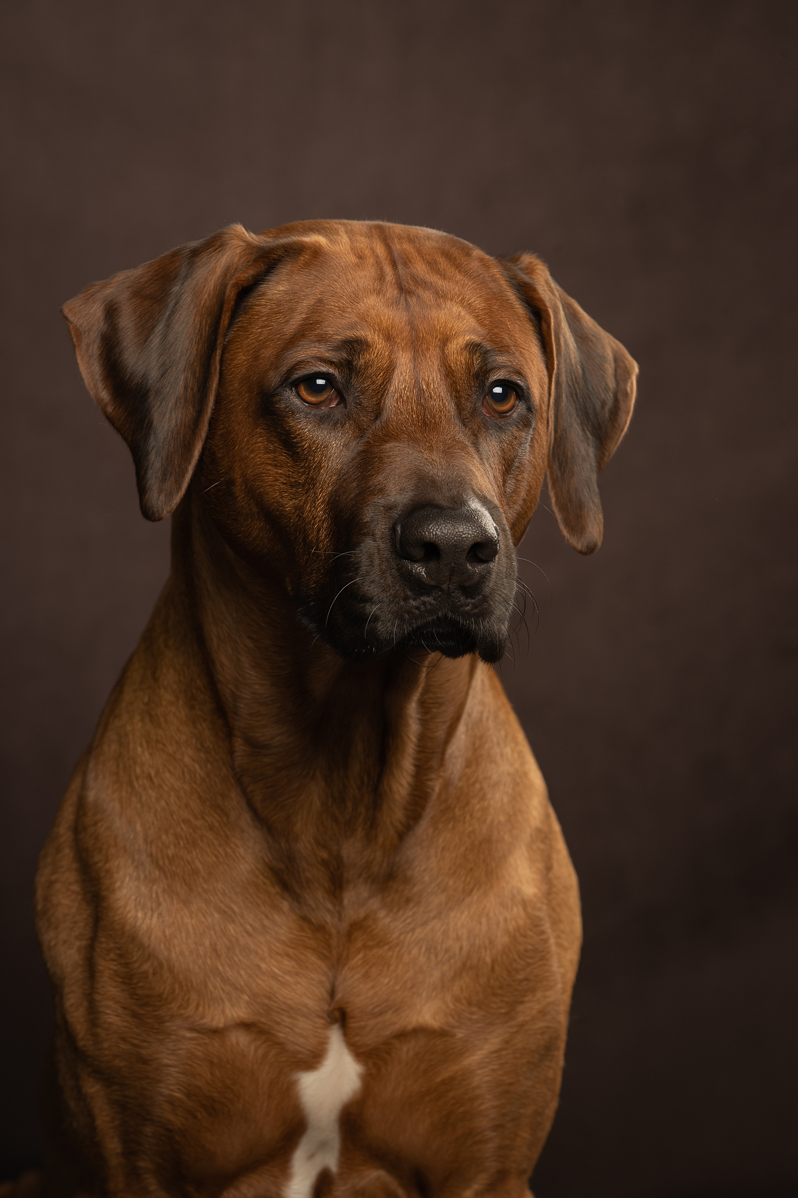 Кобель Рэй. Родезийские Риджбеки в Санкт-Петербурге