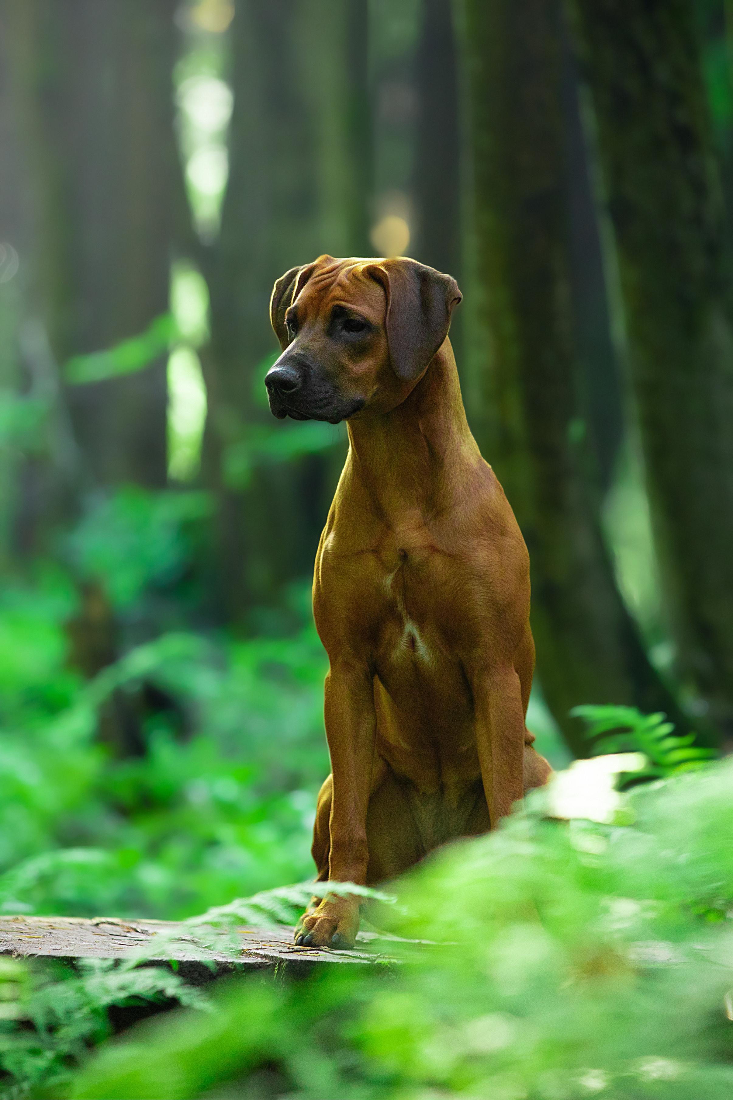 Самка Жузи. Родезийские Риджбеки в Санкт-Петербурге