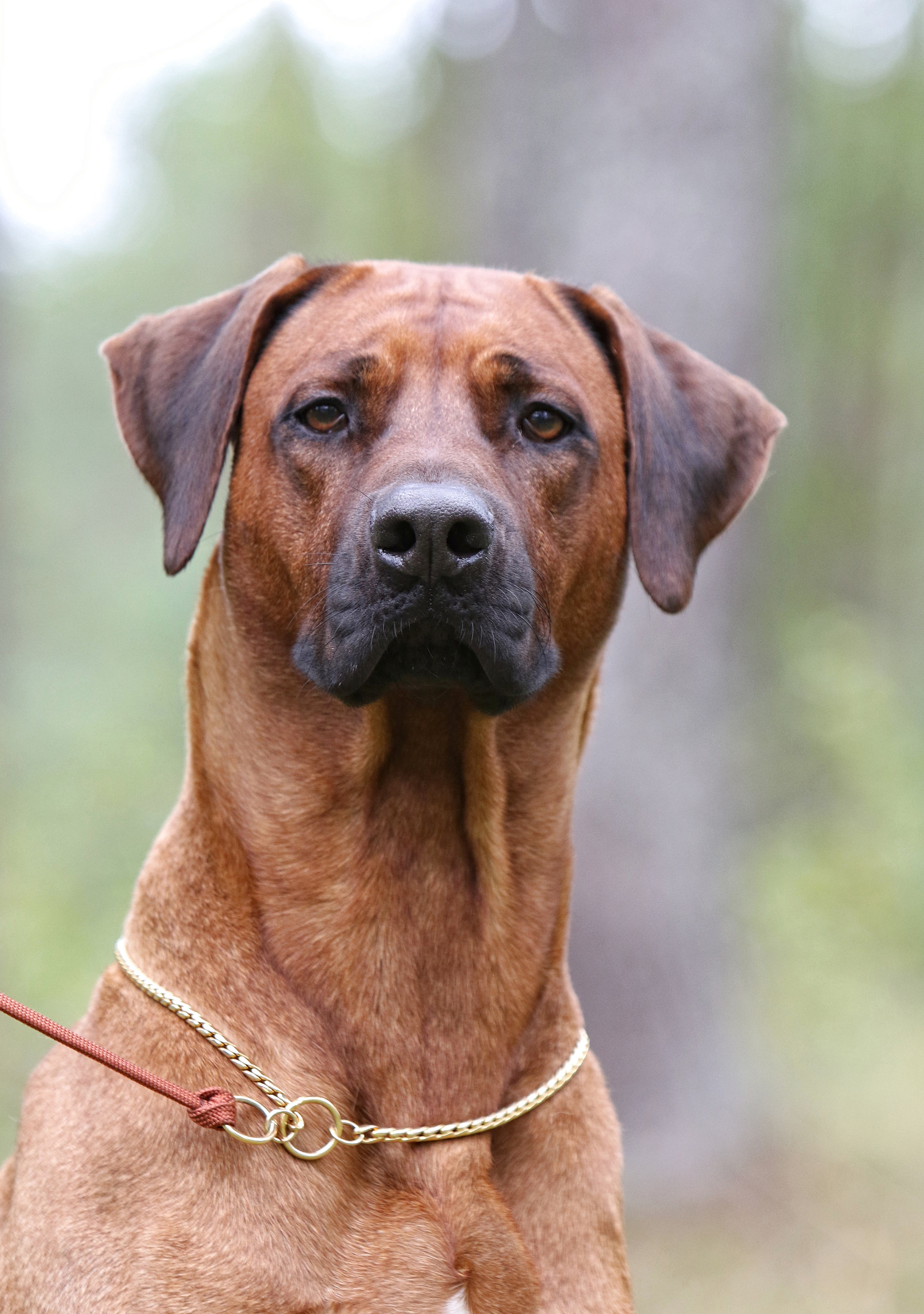 Кобель Рэй. Родезийские Риджбеки в Санкт-Петербурге