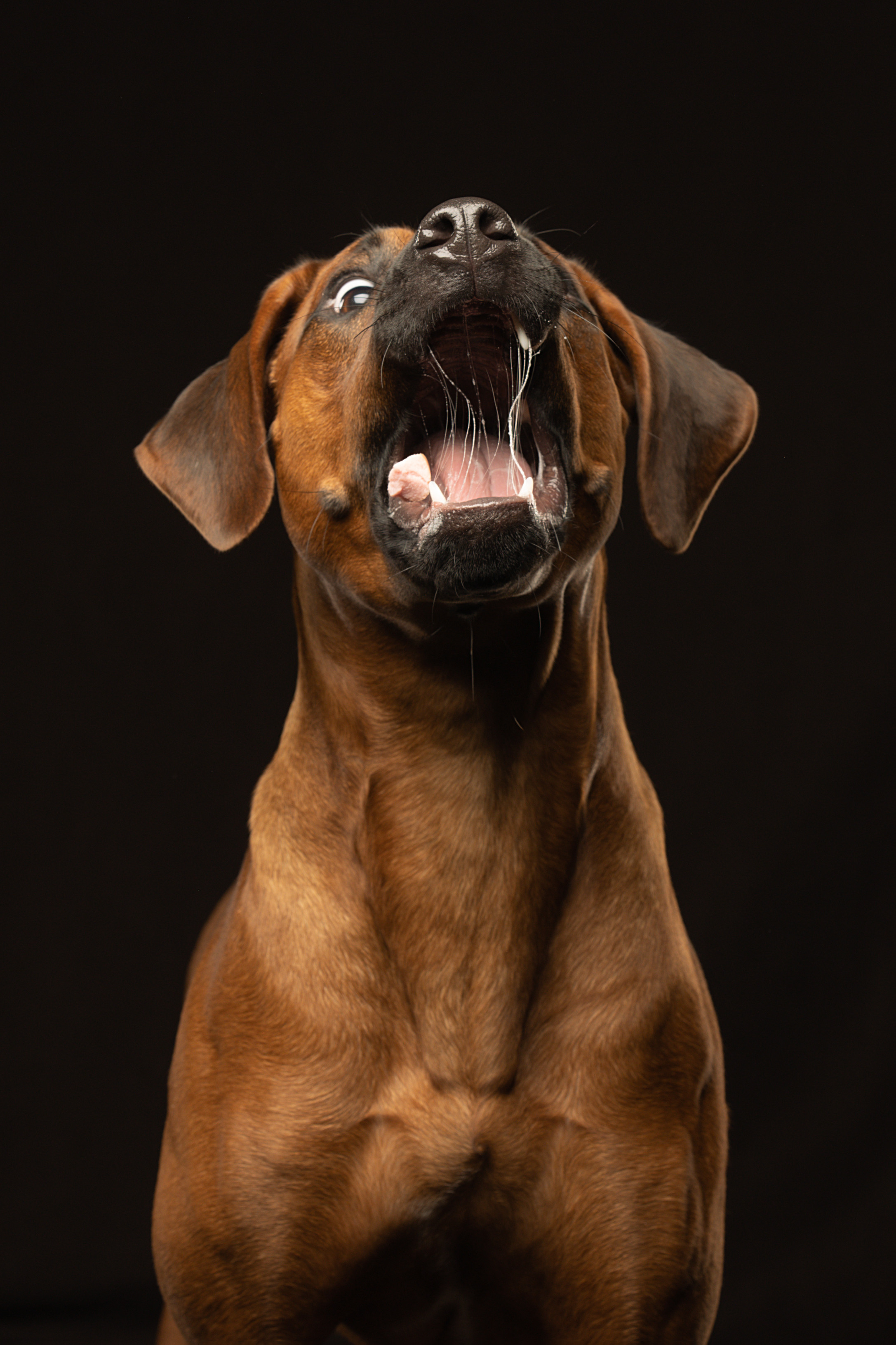 Самка Жузи. Родезийские Риджбеки в Санкт-Петербурге