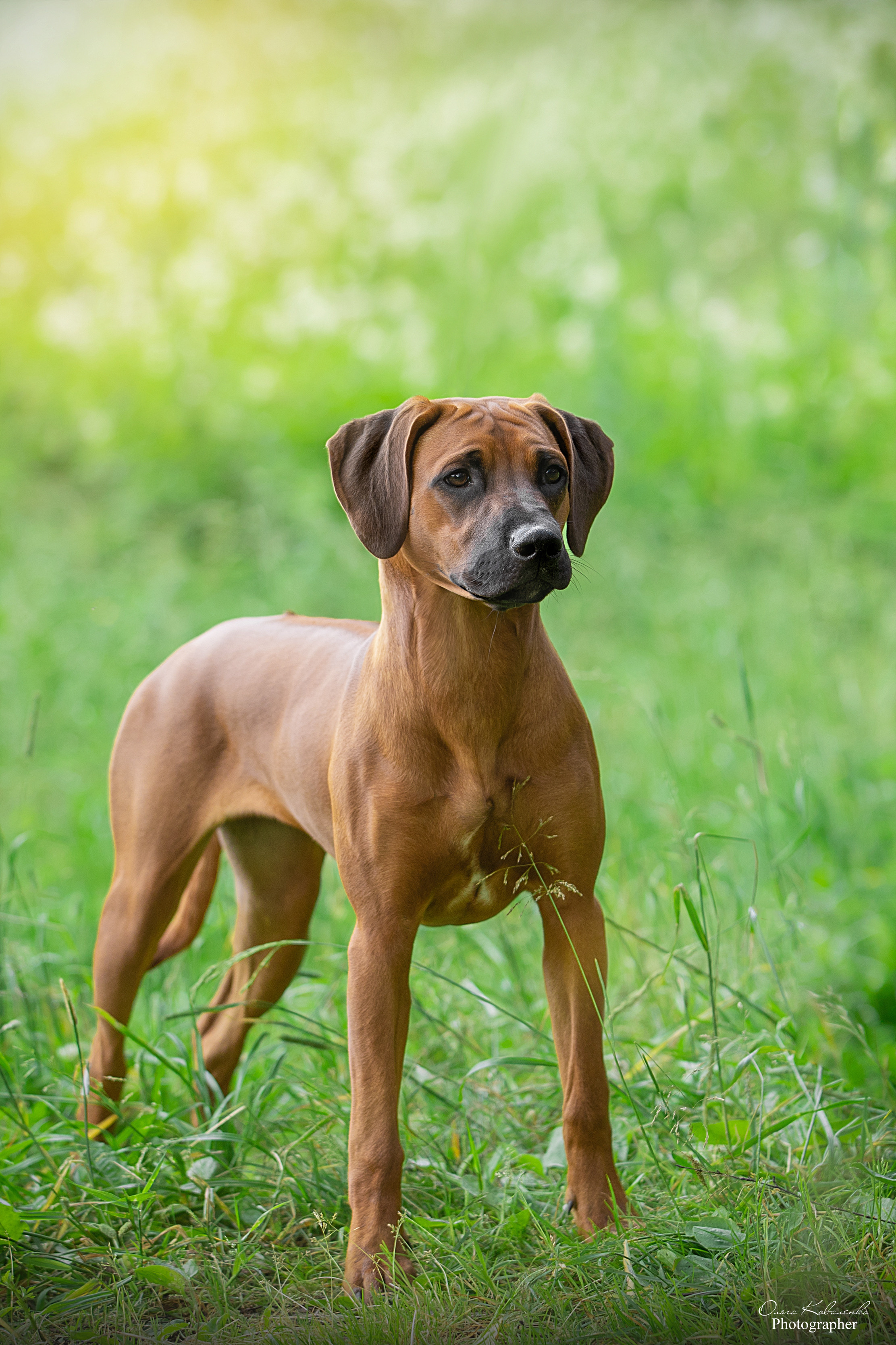 Самка Жузи. Родезийские Риджбеки в Санкт-Петербурге