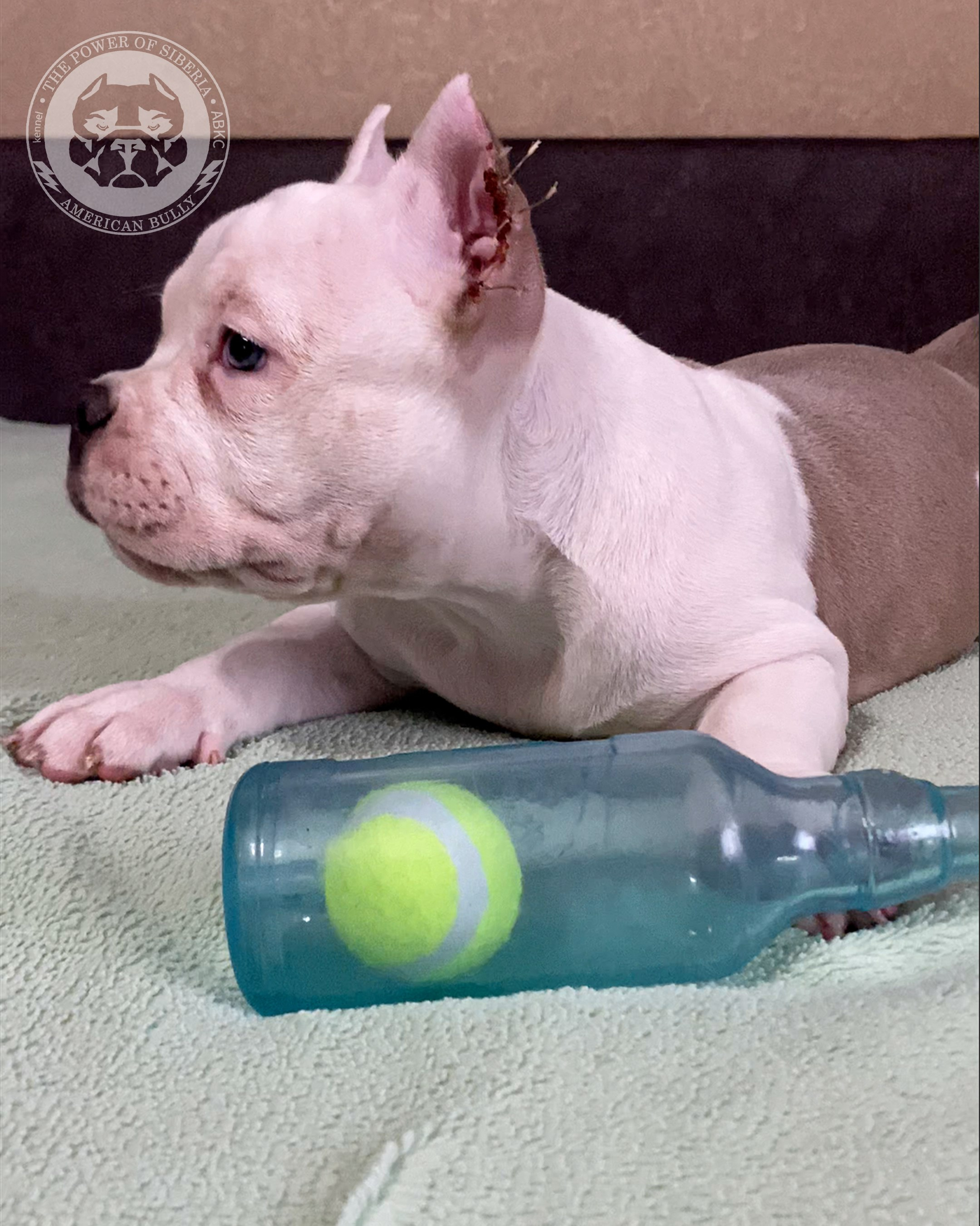 Помет Турук и Мия 13.12.25. Американский Булли в г. Ростов-на-Дону. Питомник THE POWER OF SIBERIA