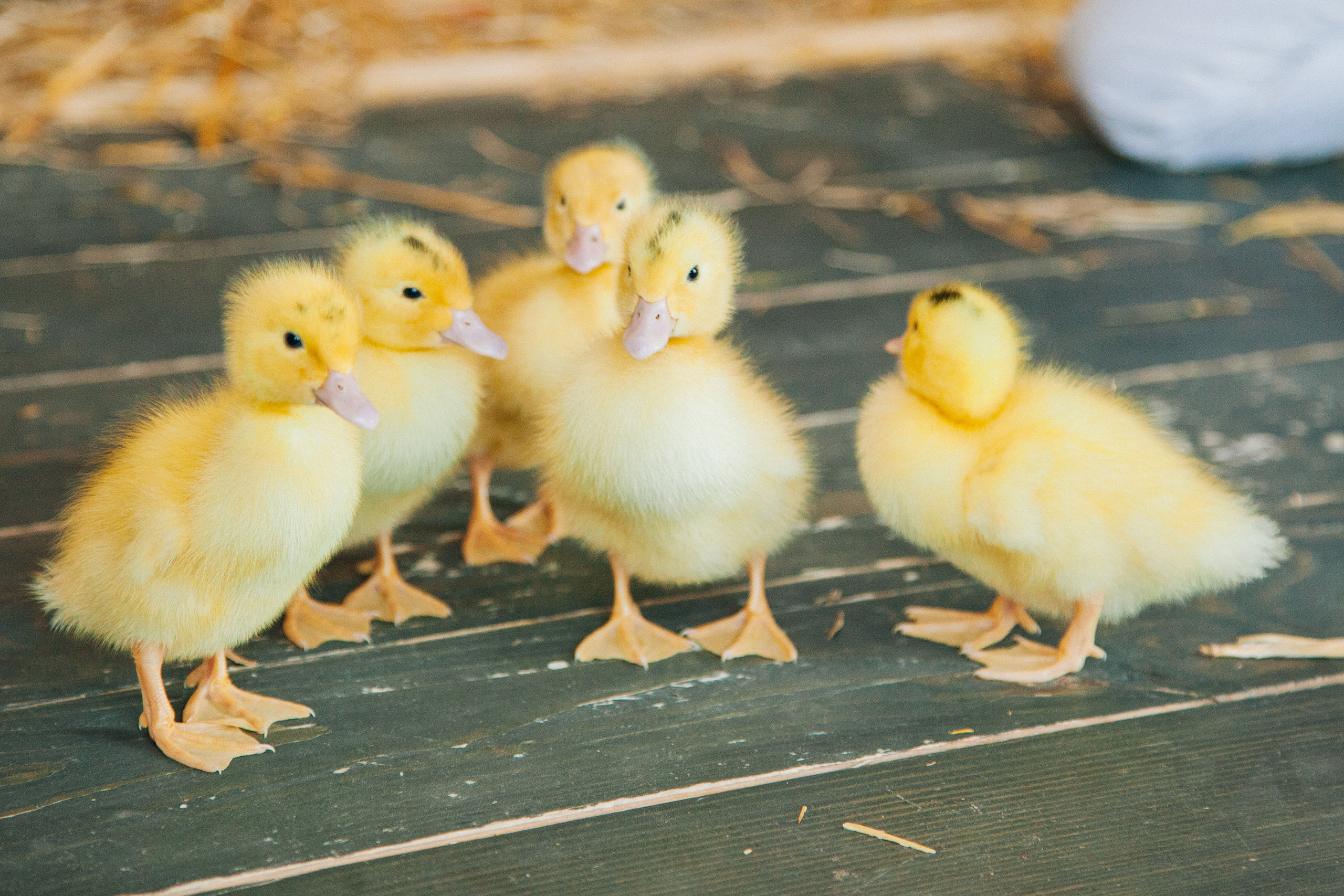 Пасхальные фотосессии. Семейный и контент фотограф в Москве Вероника Швец
