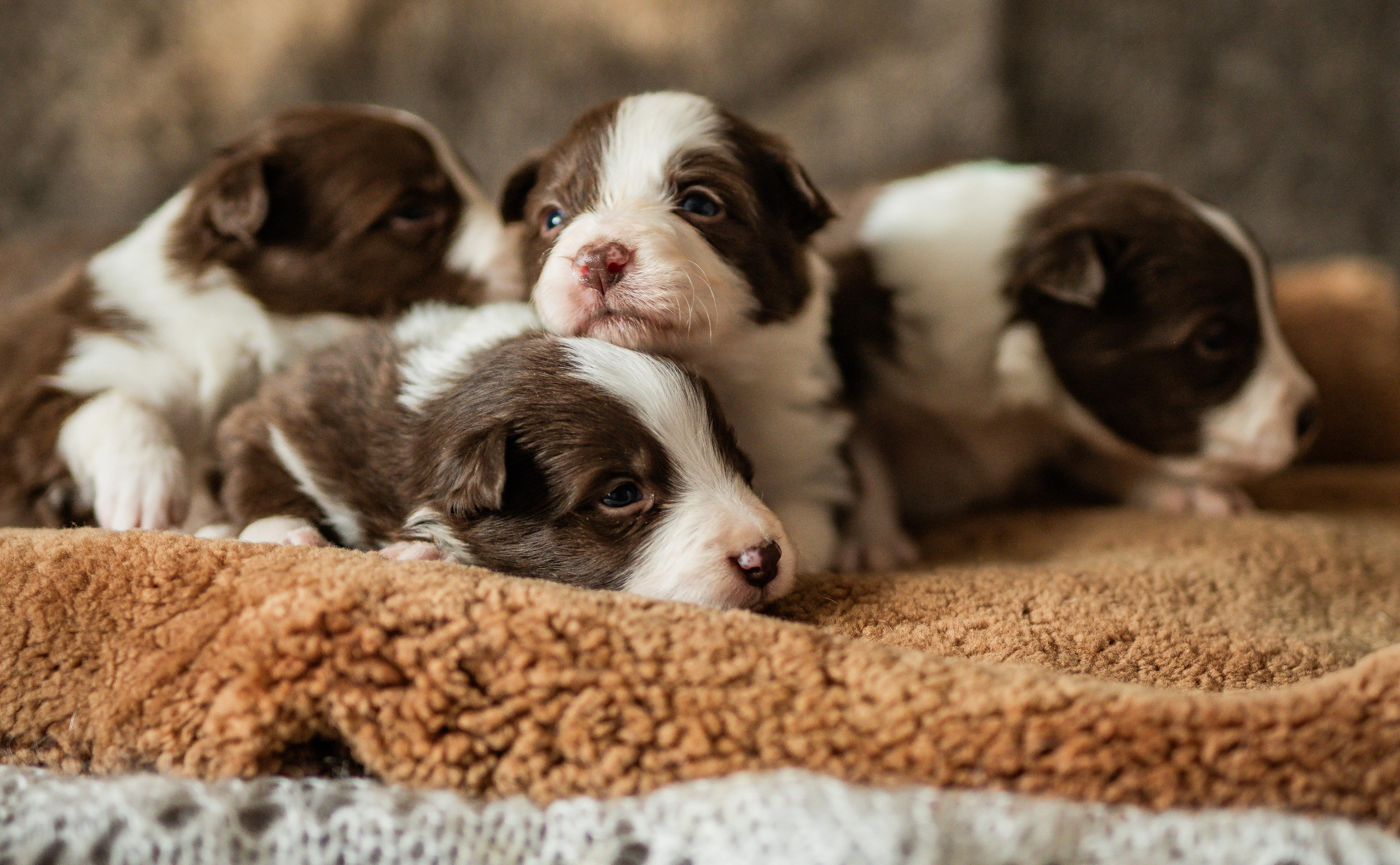 Фритсвит. Семейный фотограф Ефремова Виктория