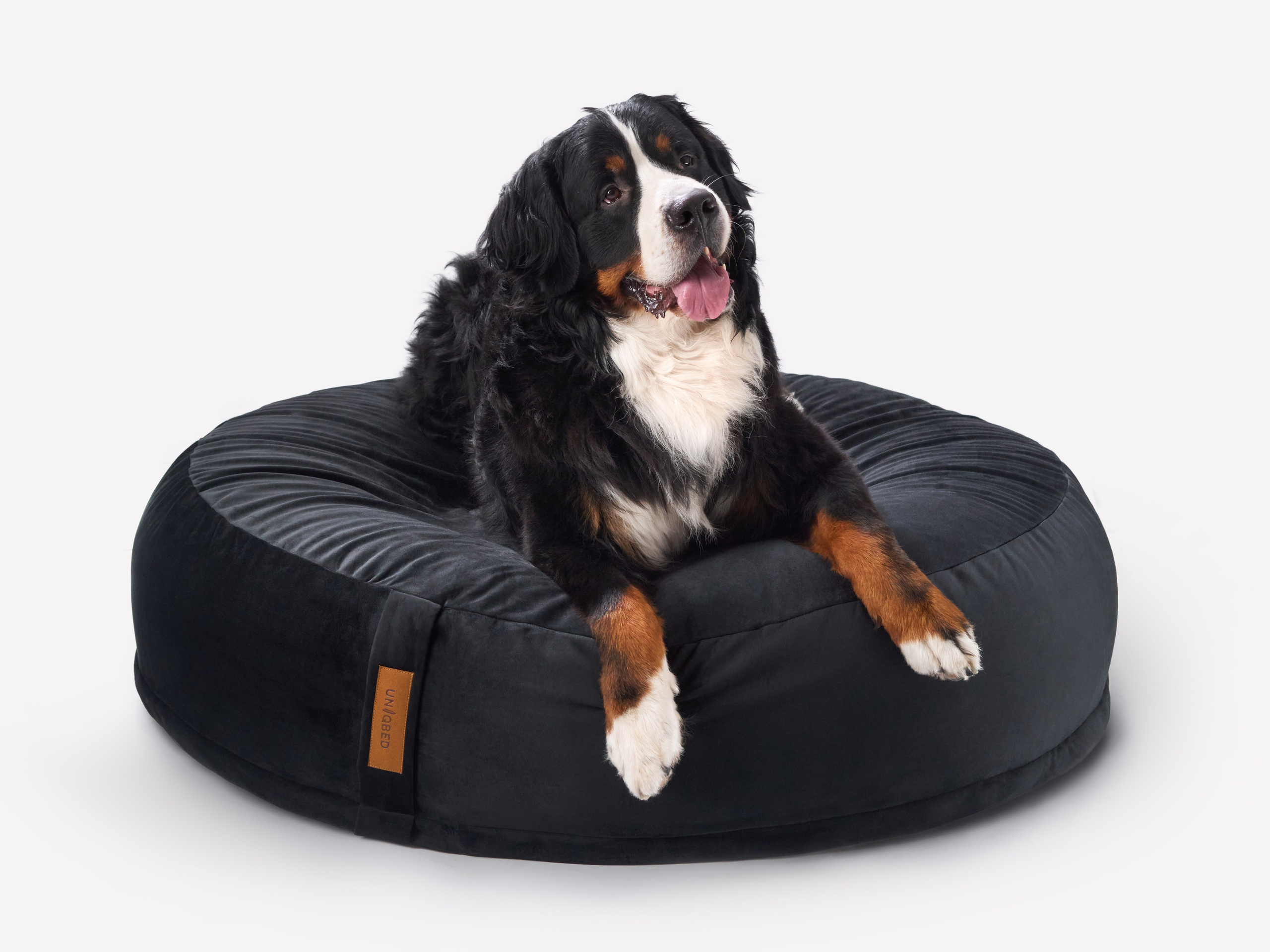 Pet Advertising Photography | Commercial Shoots with Dogs & Cats. Dog photographer Averianova Anna — Art photography of dogs