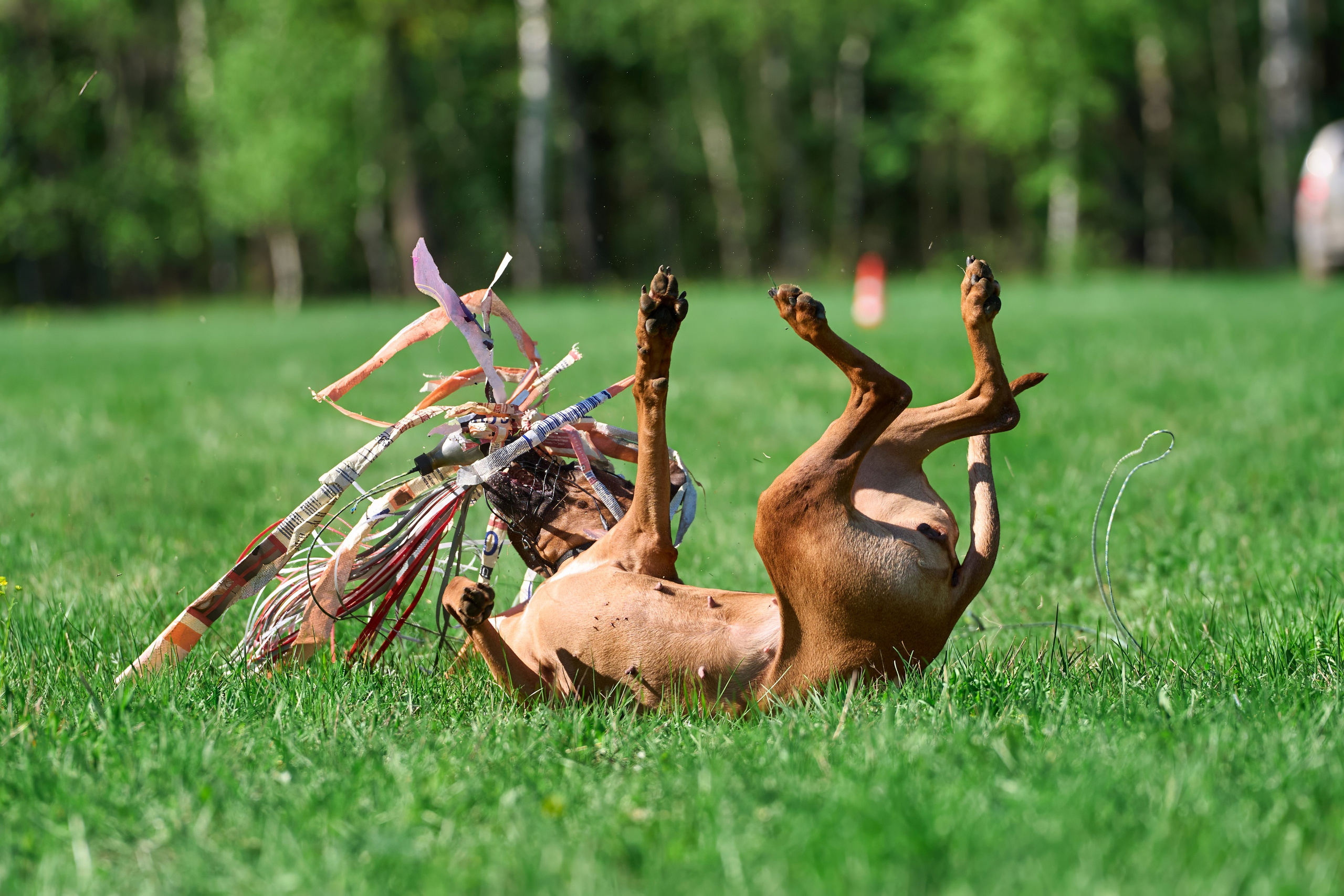 Тренировка по курсингу Донино. Фотограф-анималист Михаил Манухин