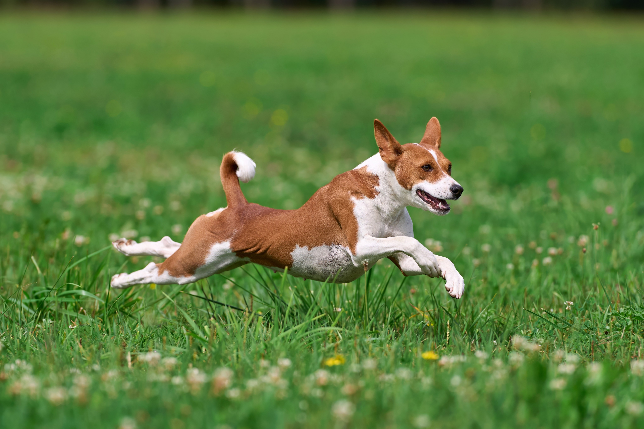Тренировка в Донино. Фотограф-анималист Михаил Манухин