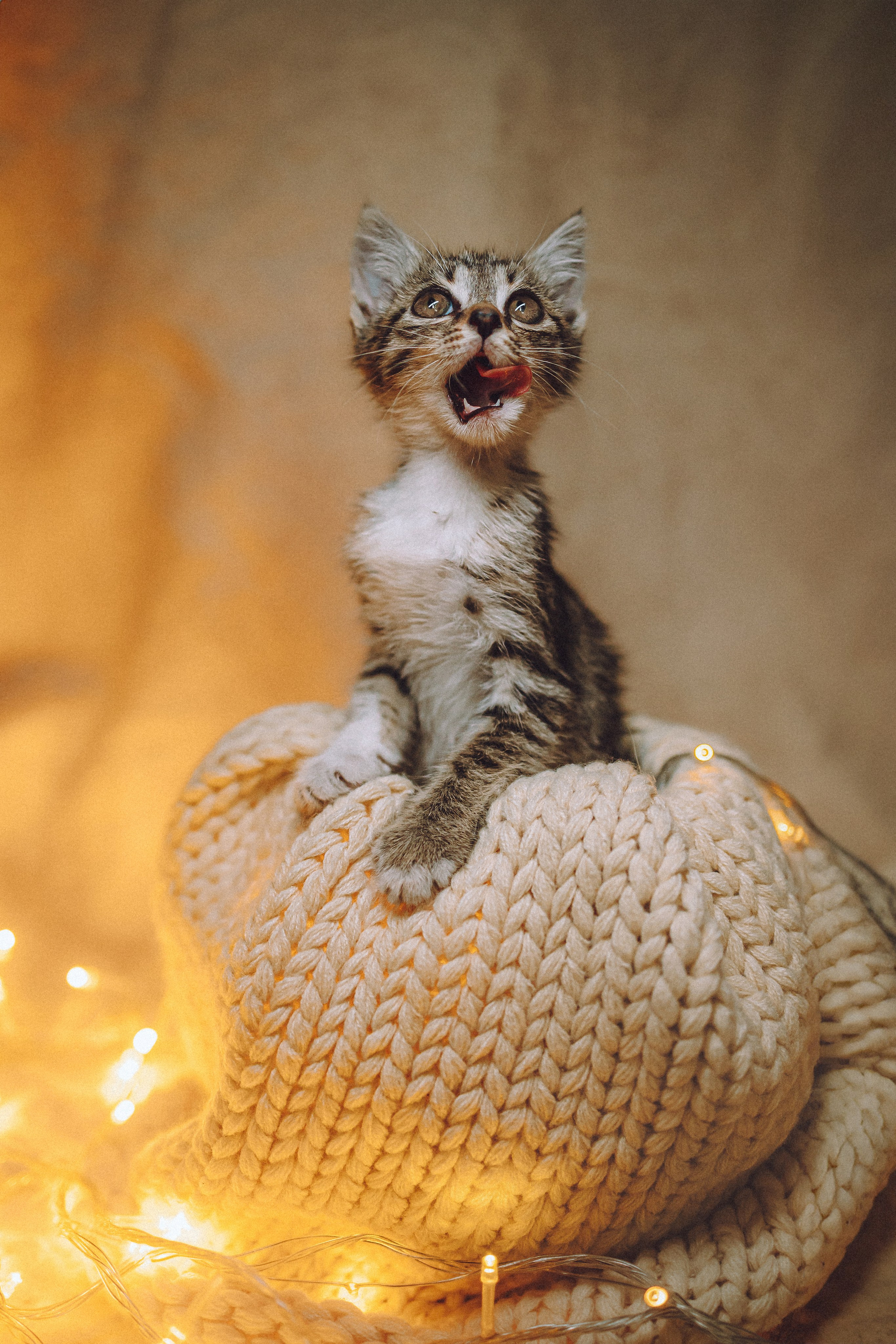 Более 30 идей для фотосессии с котенком