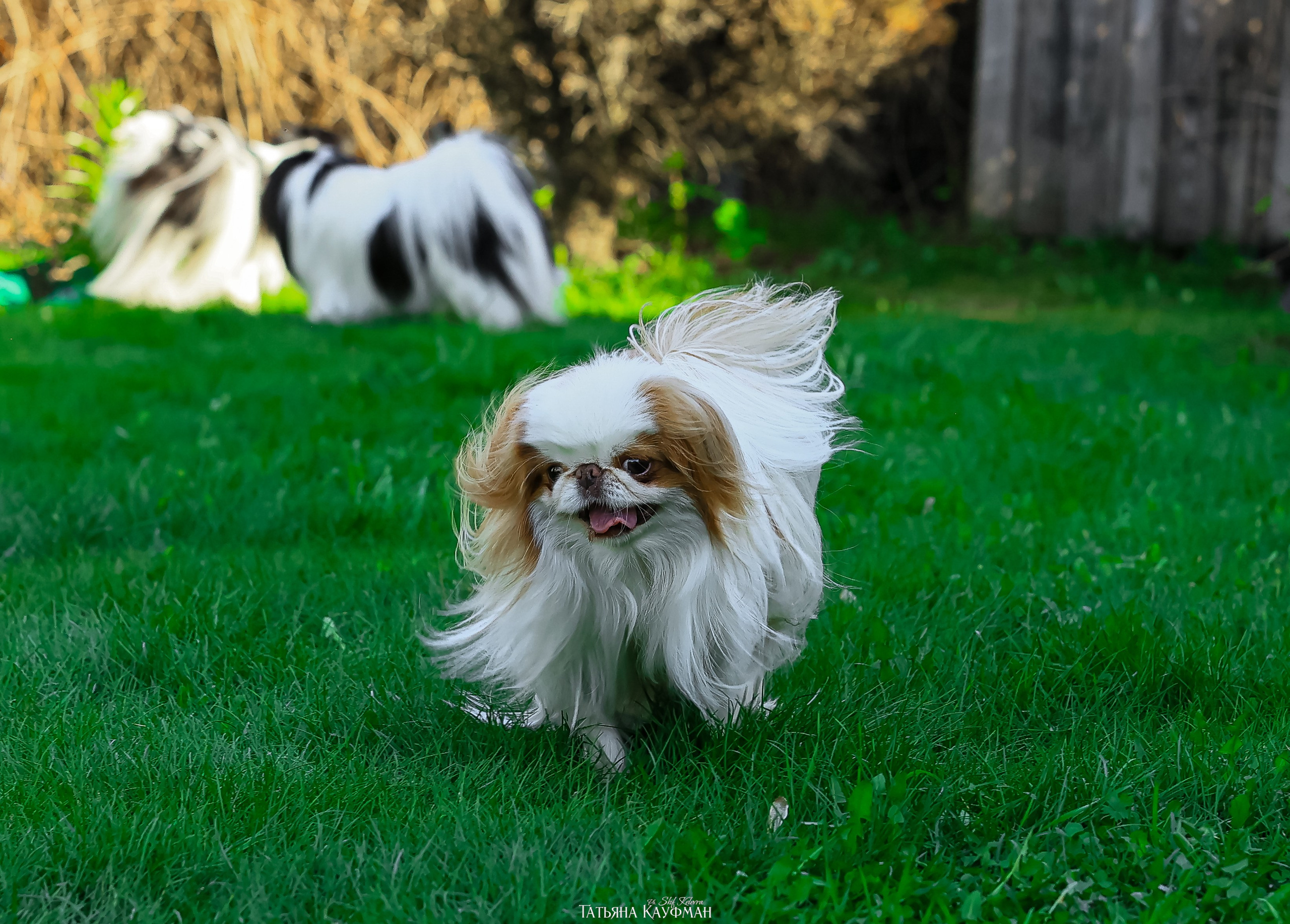 Японский хин, фотография японский хин, собака в цветах, красивая собака, фотограф анималист, фотокурс Анималистика, научиться фотографировать собак, фотограф Новосибирск